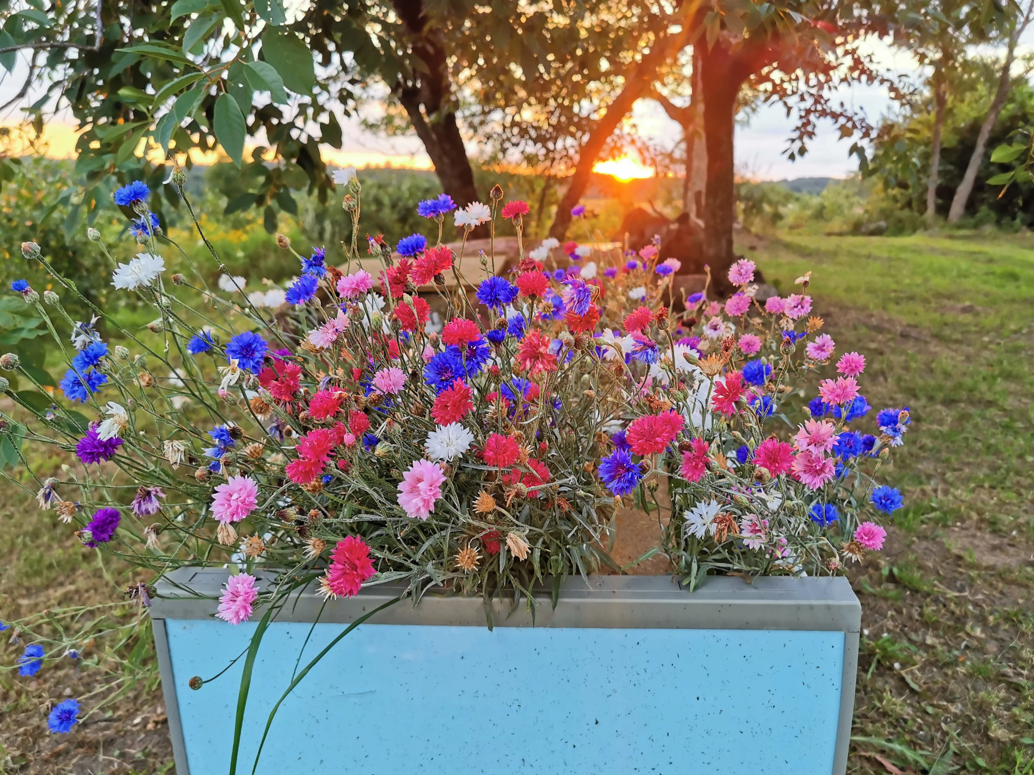 1000 Mixed BACHELORS BUTTON CORNFLOWER Centaurea Seeds - Image 7
