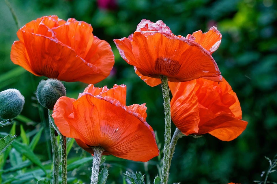 1000 Mixed Colors DOUBLE SHIRLEY POPPY Papaver Rhoeas Flower Seeds - Image 5