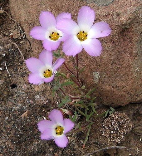 1000 MOUNTAIN PHLOX (California Phlox) Linanthus Grandiflorus Flower Seeds - Image 3