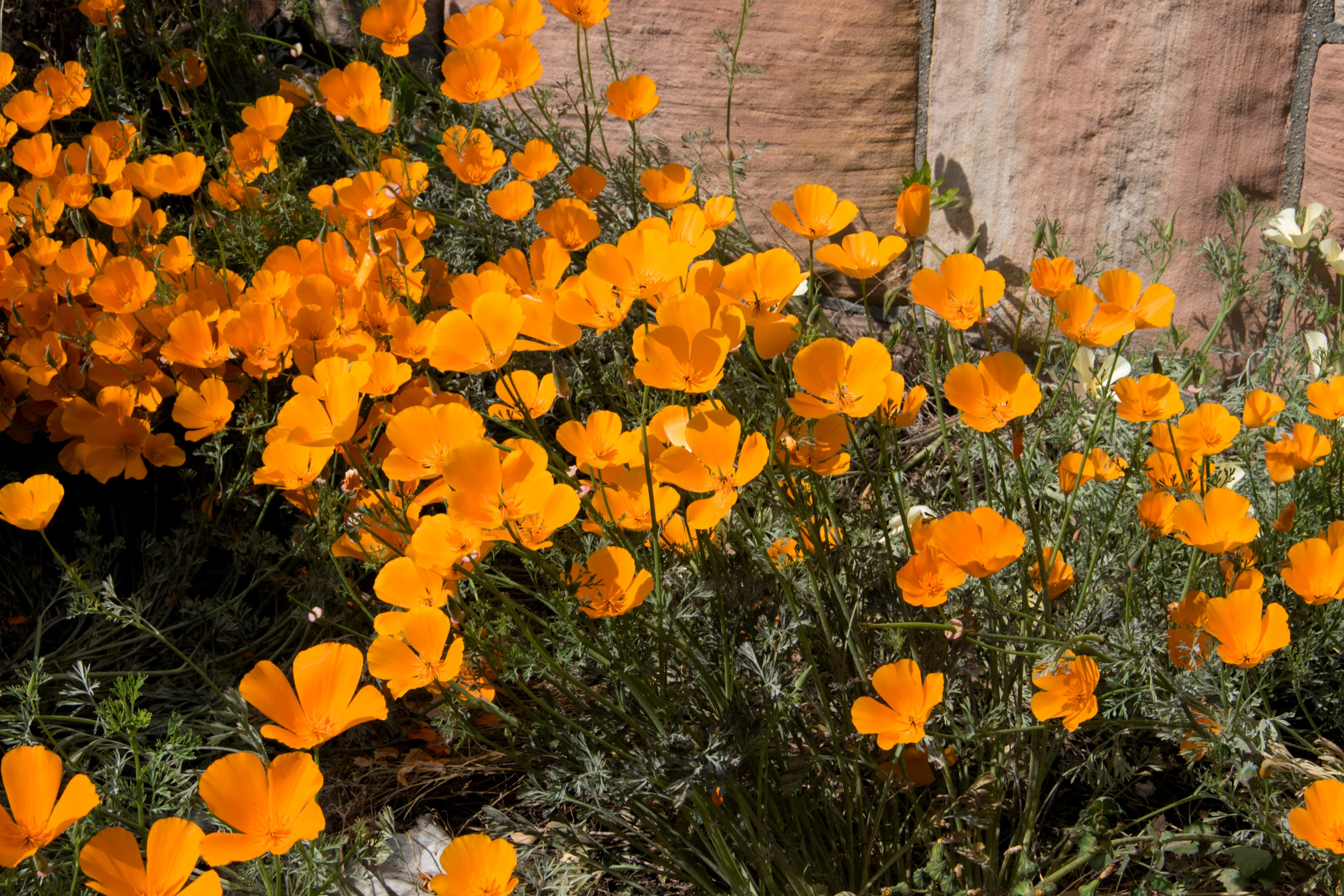 1000 ORANGE CALIFORNIA POPPY Eschscholzia Californica Flower Seeds - Image 4
