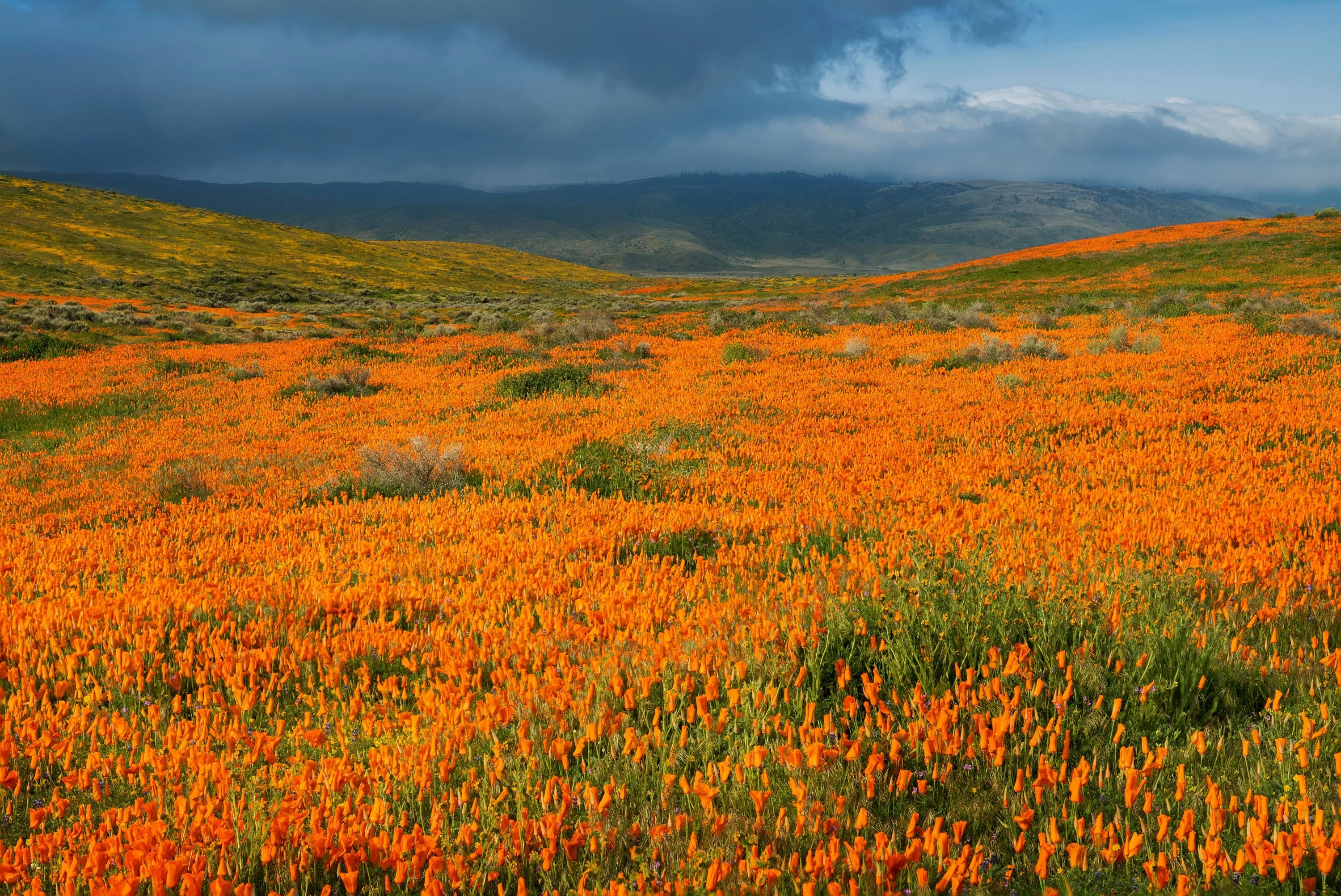 1000 ORANGE CALIFORNIA POPPY Eschscholzia Californica Flower Seeds - Image 9