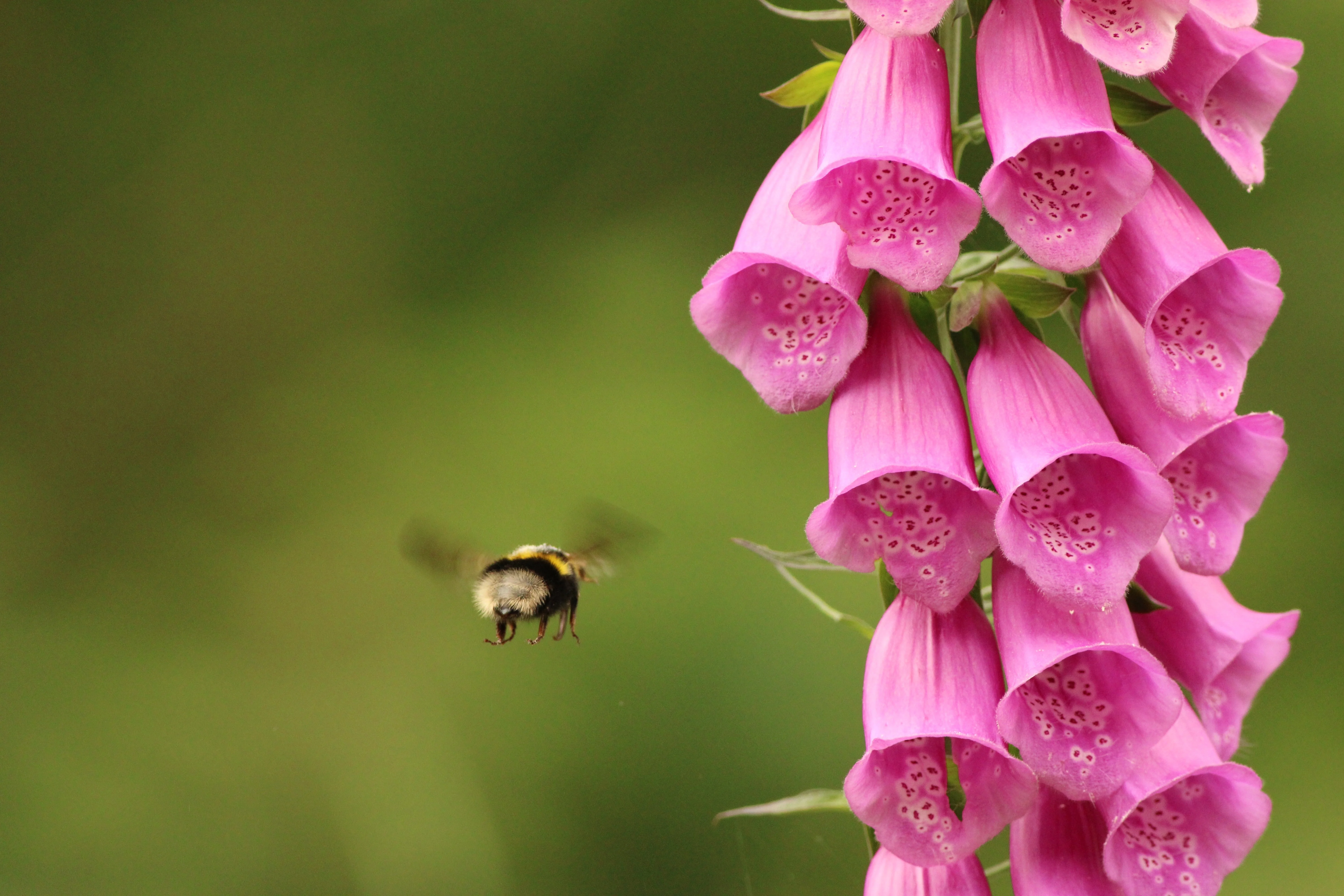 1000 PINK FOXGLOVE Digiitalis Purpurea Flower Seeds - Image 10