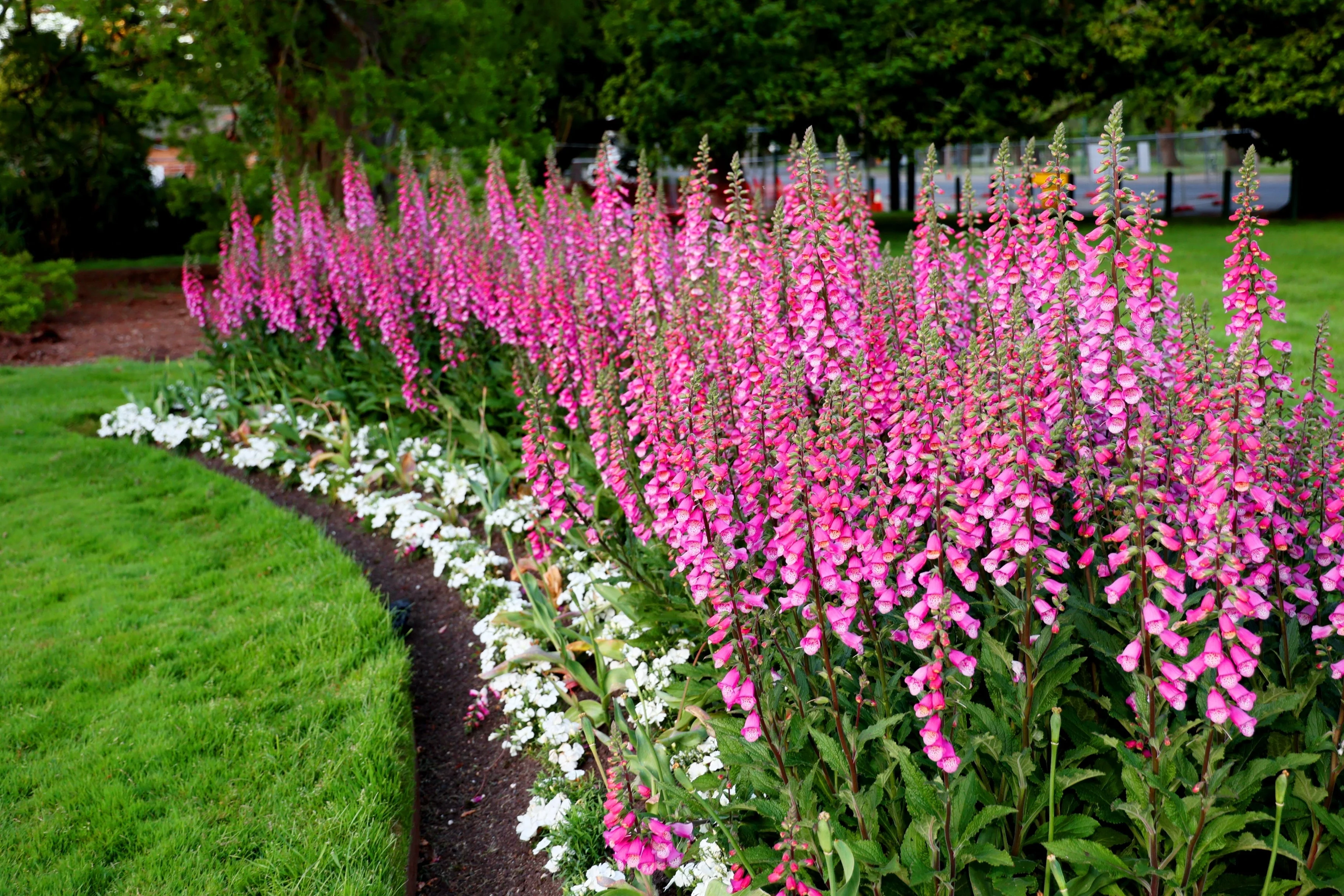 1000 PINK FOXGLOVE Digiitalis Purpurea Flower Seeds - Image 11
