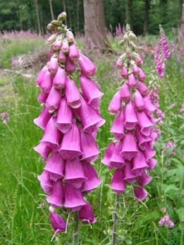 1000 PINK & PURPLE Mix FOXGLOVE Digitalis Flower Seeds - Image 3