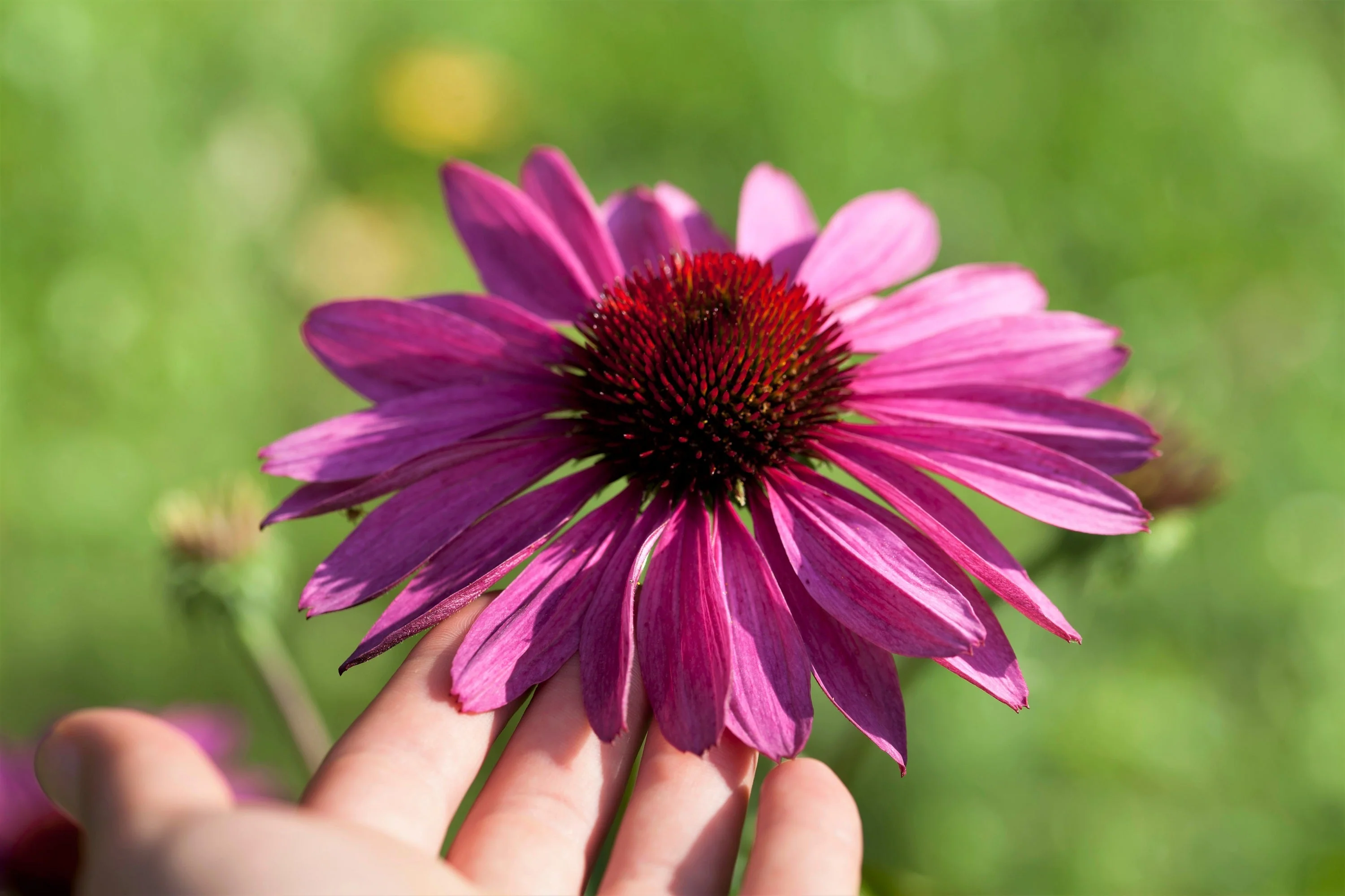 1000 PURPLE CONEFLOWER Echinacea Purpurea Heirloom Flower Herb Seeds - Image 2