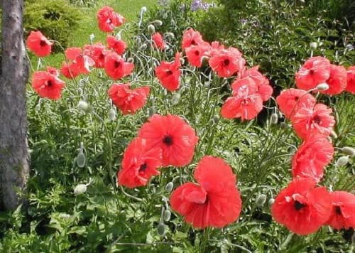1000 Red AMERICAN LEGION (Corn / Shirley / Flanders) POPPY Papaver Rhoeas Flower Seeds - Image 4