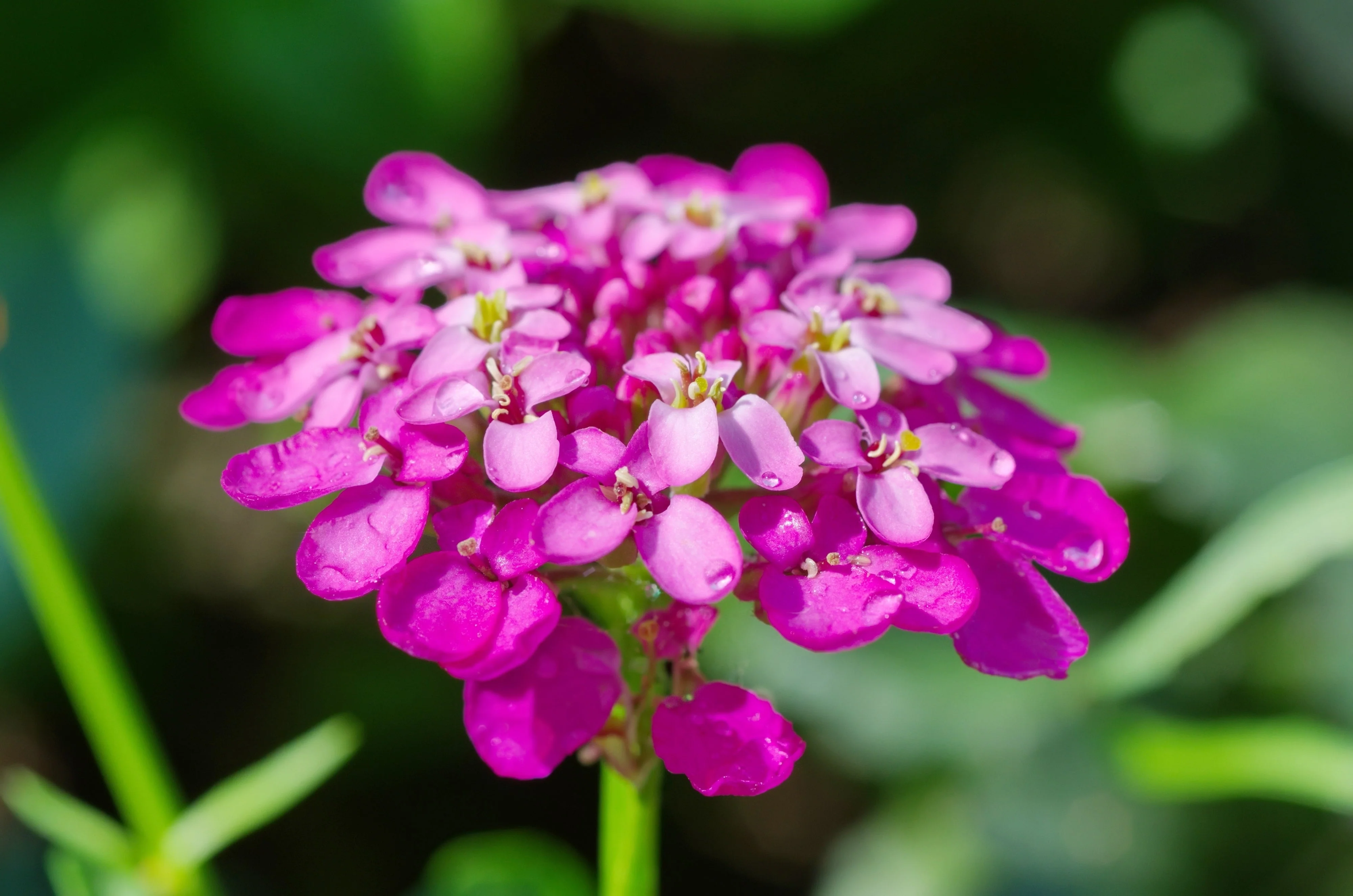 1000 ROSE CARDINAL CANDYTUFT Iberis Umbellata Flower Seeds - Image 6