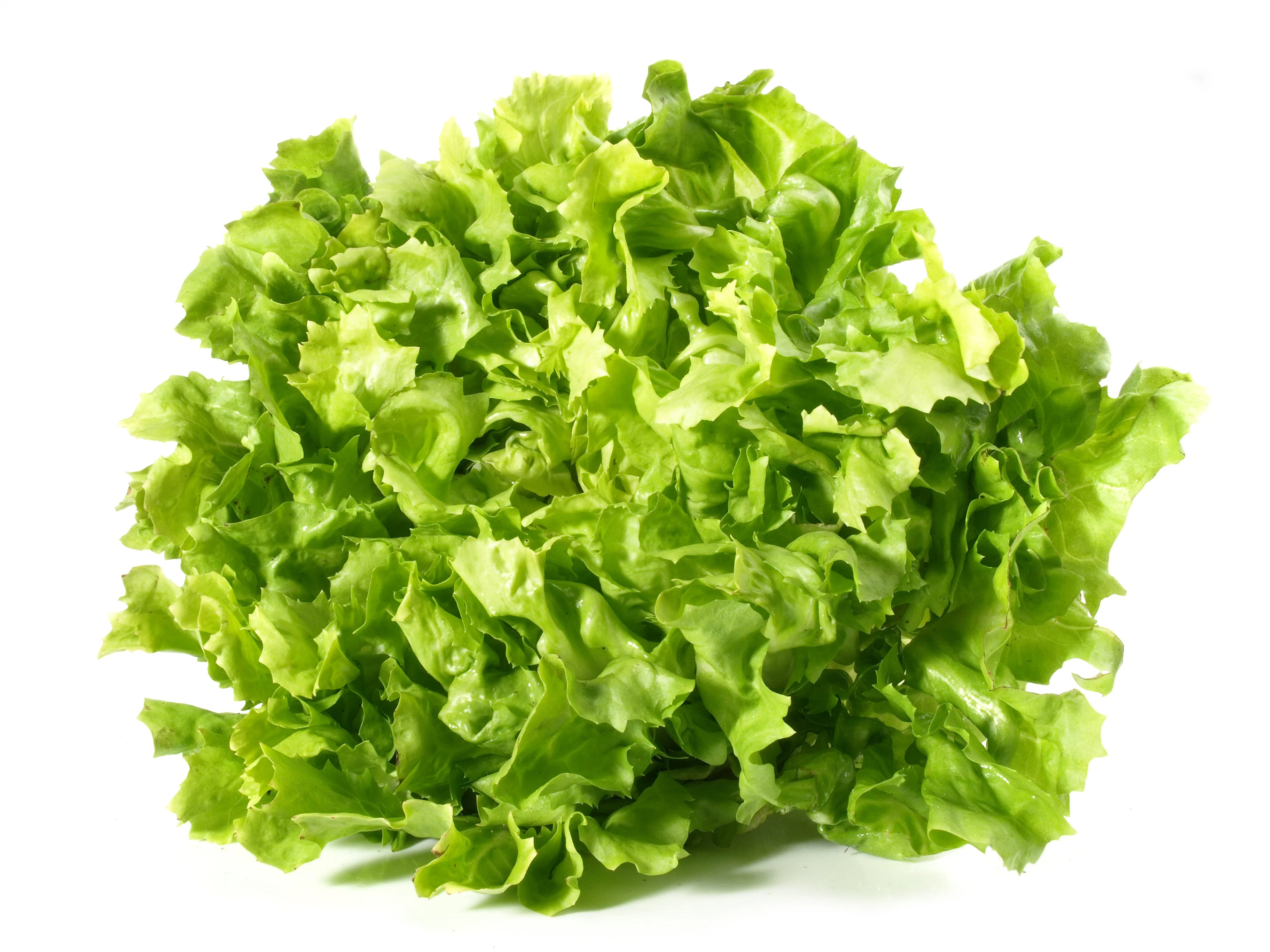 1000 SALAD KING ENDIVE Italian Chicory Greens Cichorium Endivia Vegetable Seeds - Image 4