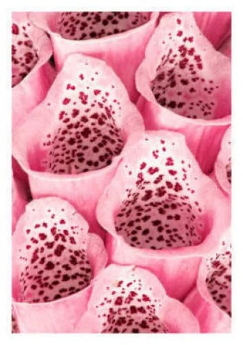 1000 Seeds MIXED FOXGLOVE Digitalis Purpurea Flower Seeds - Image 5