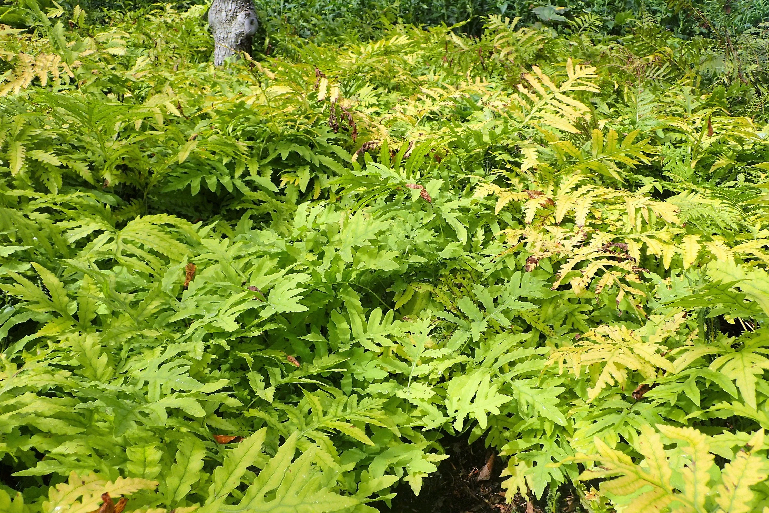 1000 + SENSITIVE FERN Onoclea Sensibilis aka Bead or Sympathy Fern Spores Seeds - Image 8