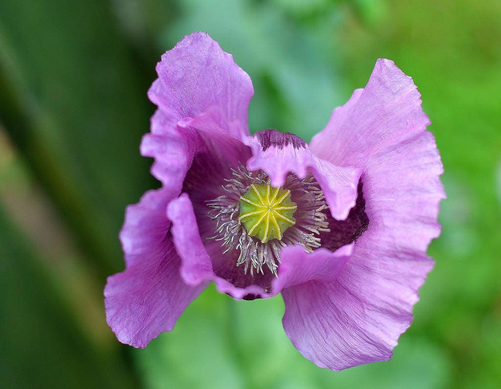 1000 SINGLE LILAC POPPY Papaver Somniferum Purple Heirloom Flower Seeds - Image 2