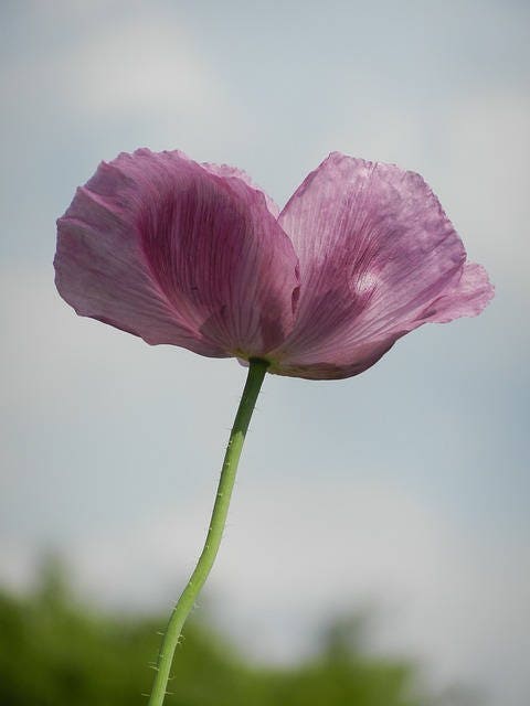 1000 SINGLE LILAC POPPY Papaver Somniferum Purple Heirloom Flower Seeds - Image 6