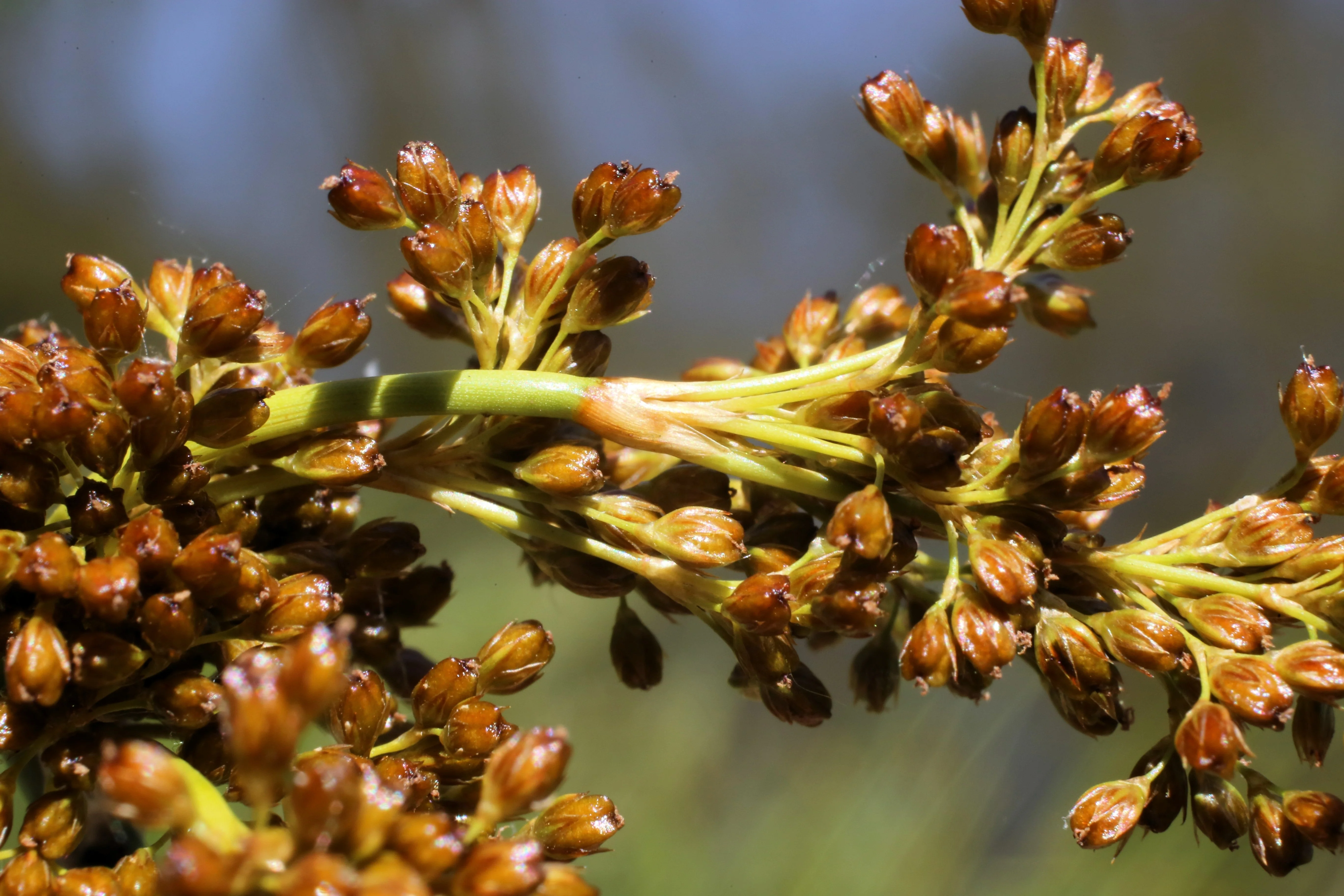 1000 SOFT RUSH (Common Rush) Juncus Effusus Ornamental Grass Seeds - Image 6