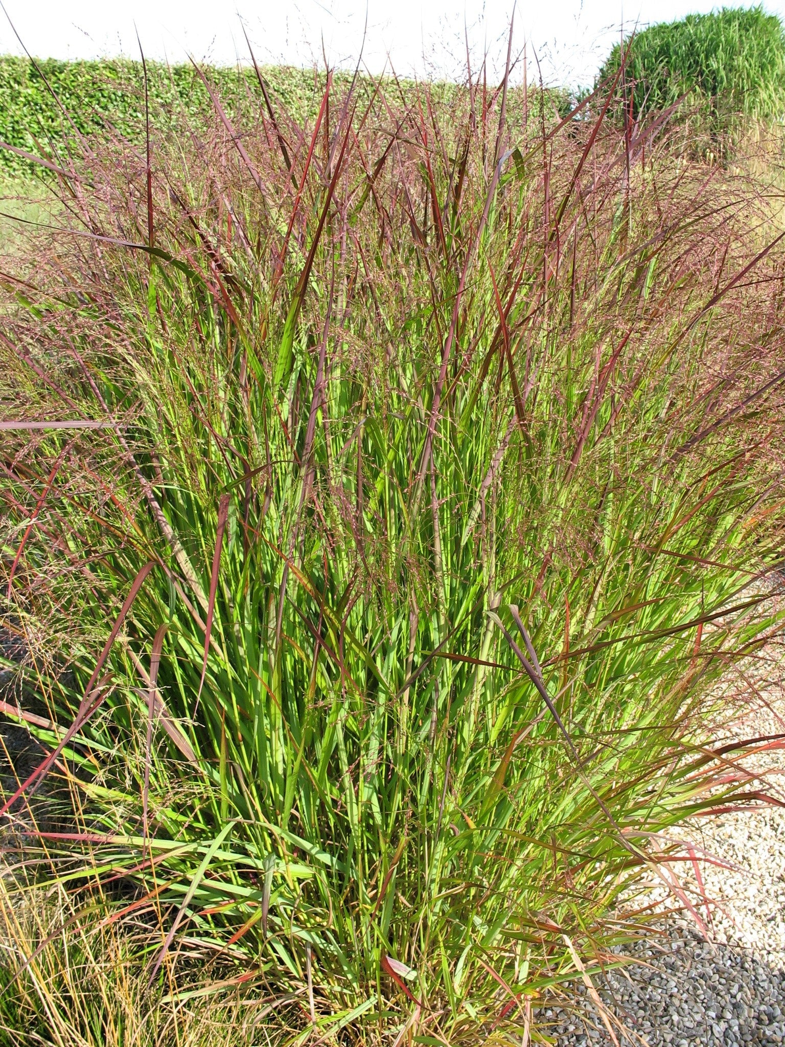 1000 SWITCHGRASS Tall Panic Switch Grass Panicum Virgatum Red Flower Seeds - Image 12