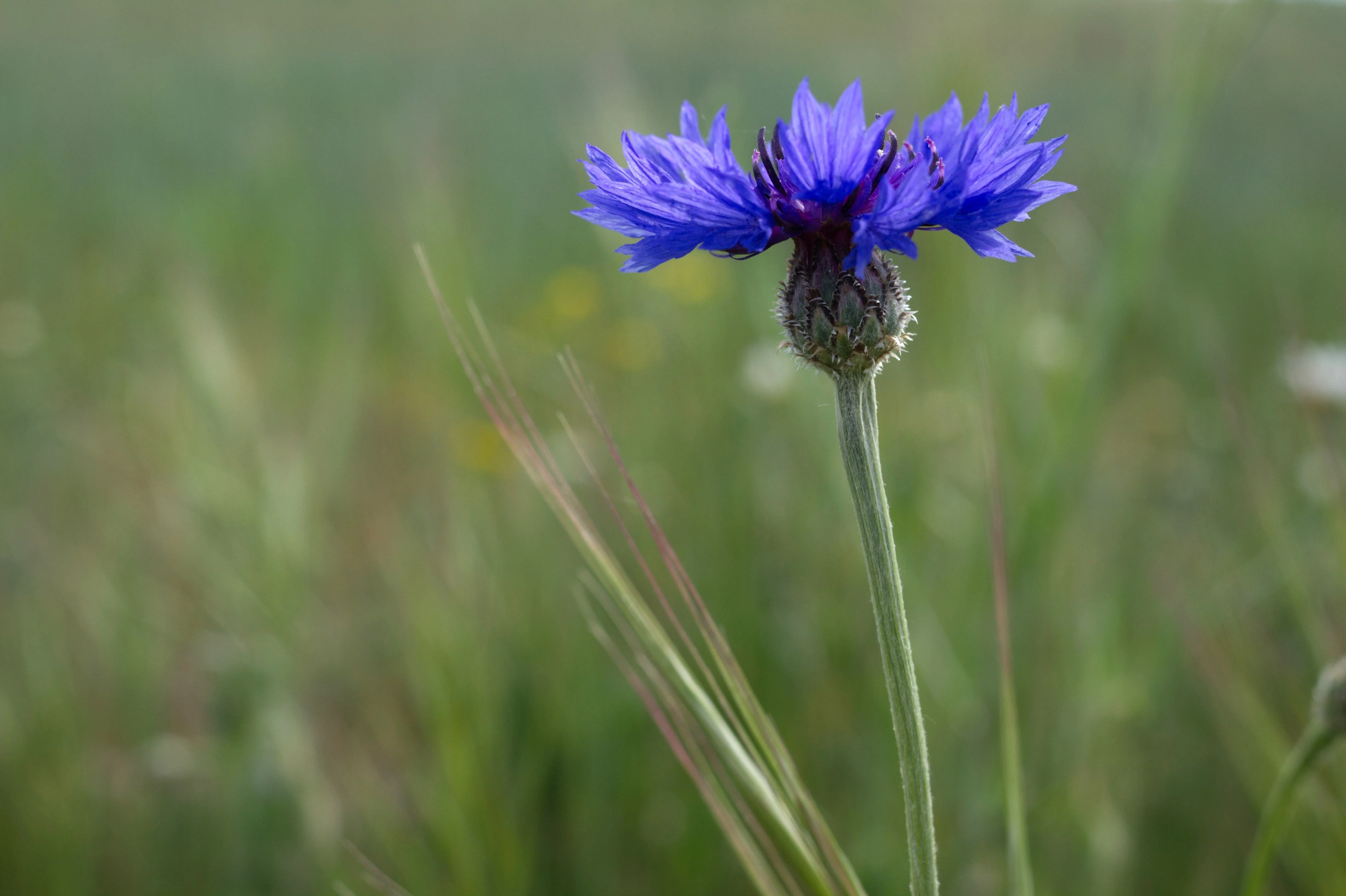 1000 Tall Blue BACHELOR'S BUTTON / CORNFLOWER Centaurea Cyanus Flower Seeds - Image 10