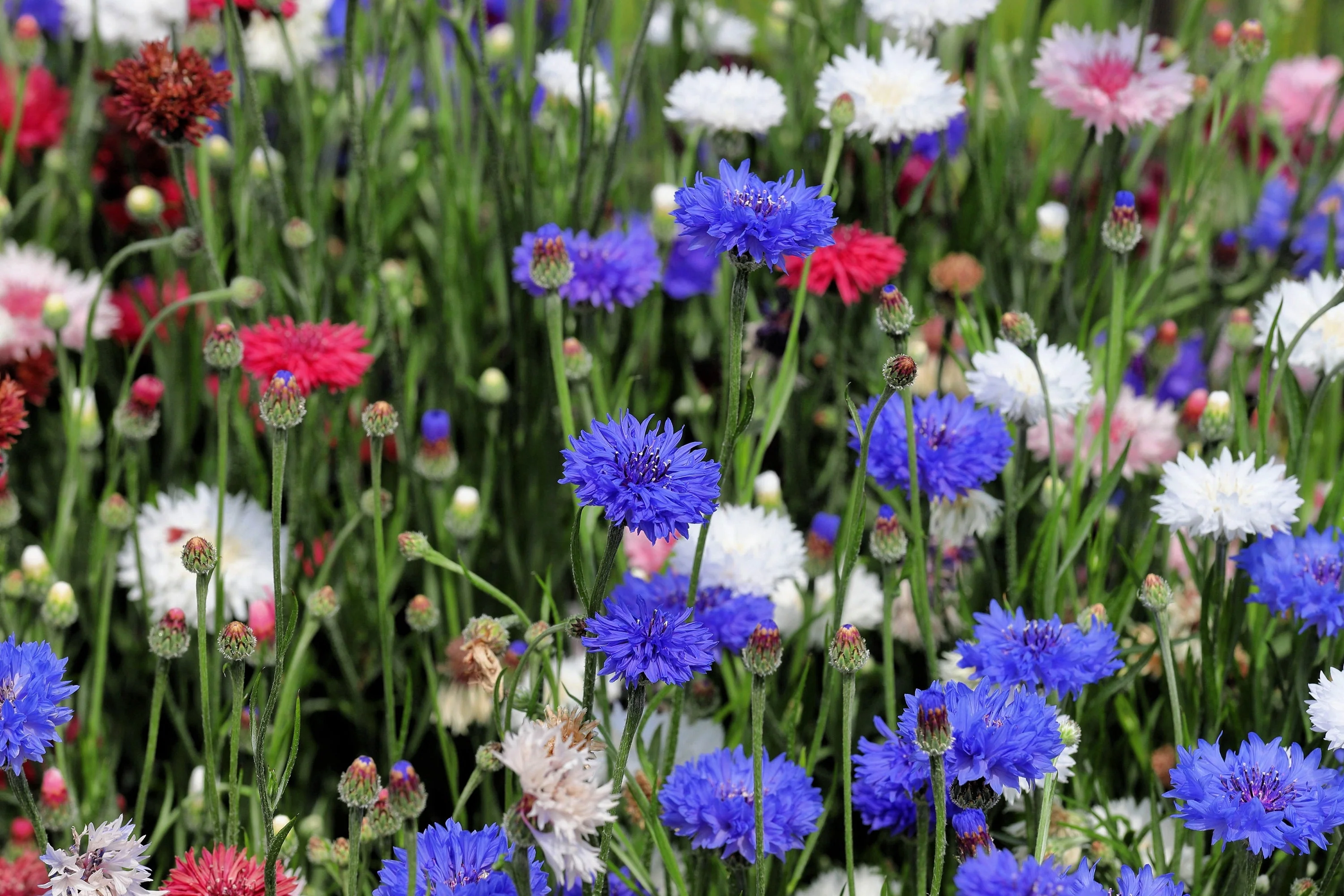1000 Tall Blue BACHELOR'S BUTTON / CORNFLOWER Centaurea Cyanus Flower Seeds - Image 11