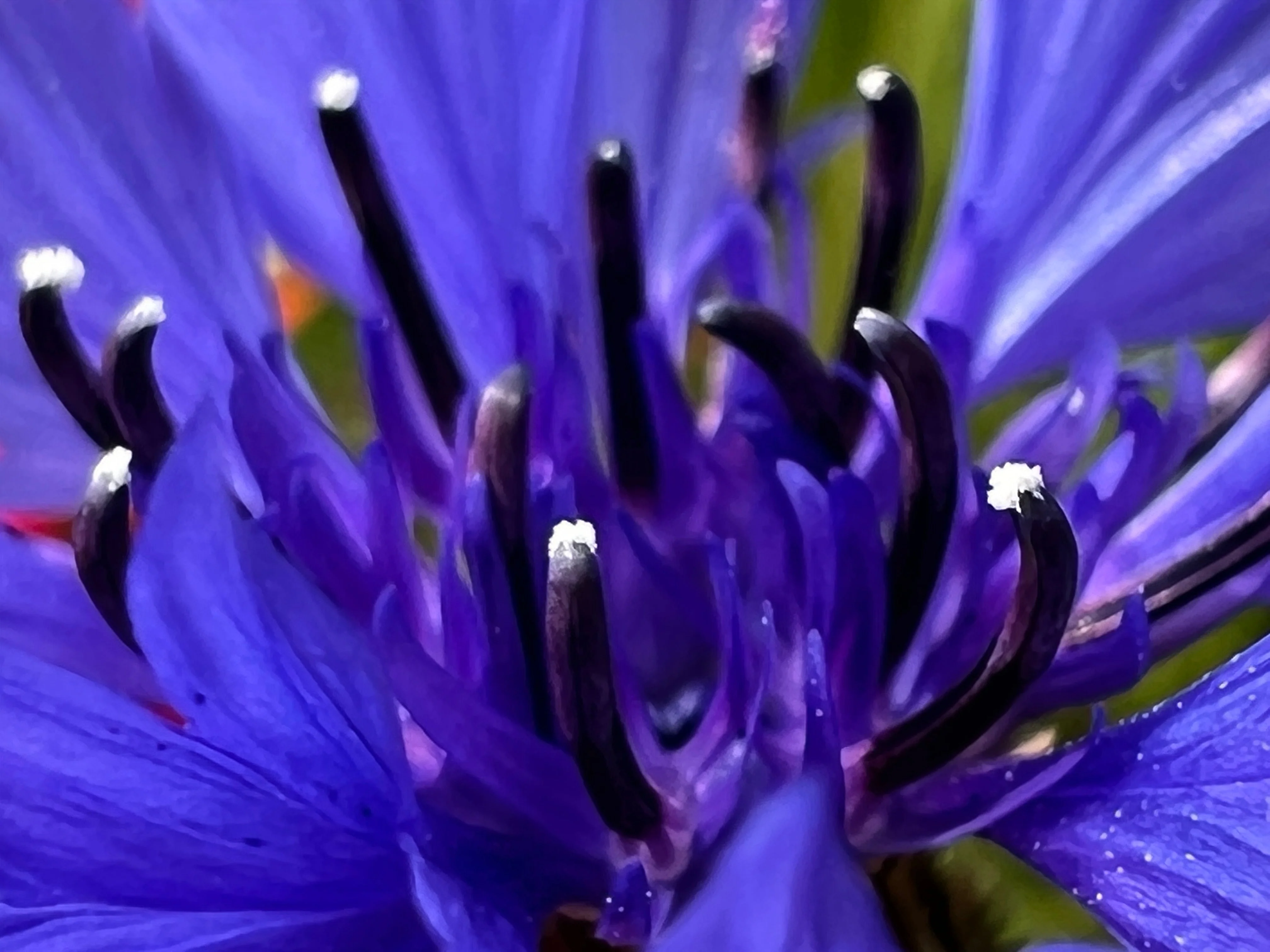 1000 Tall Blue BACHELOR'S BUTTON / CORNFLOWER Centaurea Cyanus Flower Seeds - Image 7
