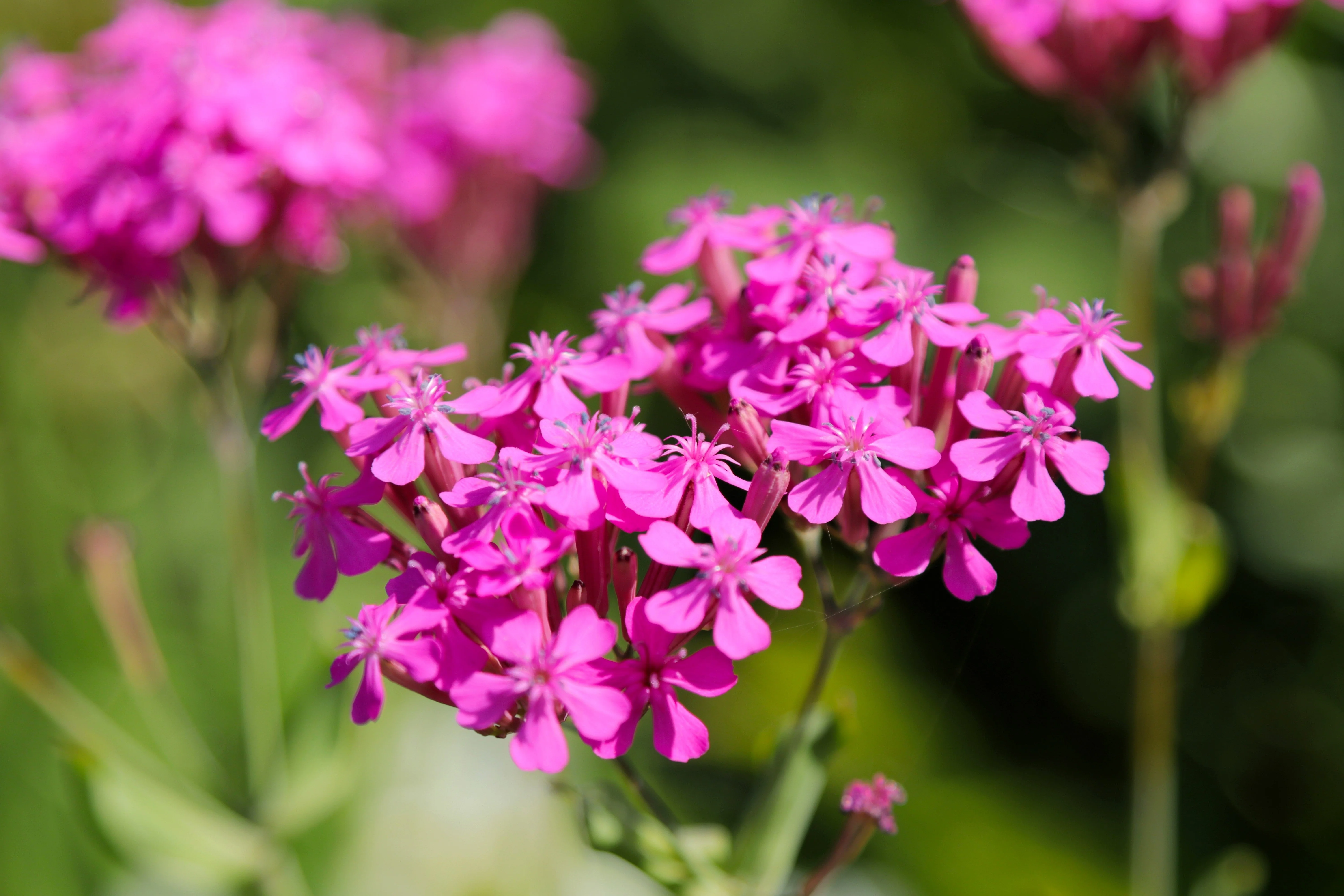 1000 TALL CATCHFLY (Campion / None So Pretty) Silene Armeria Pink Flower Seeds - Image 2