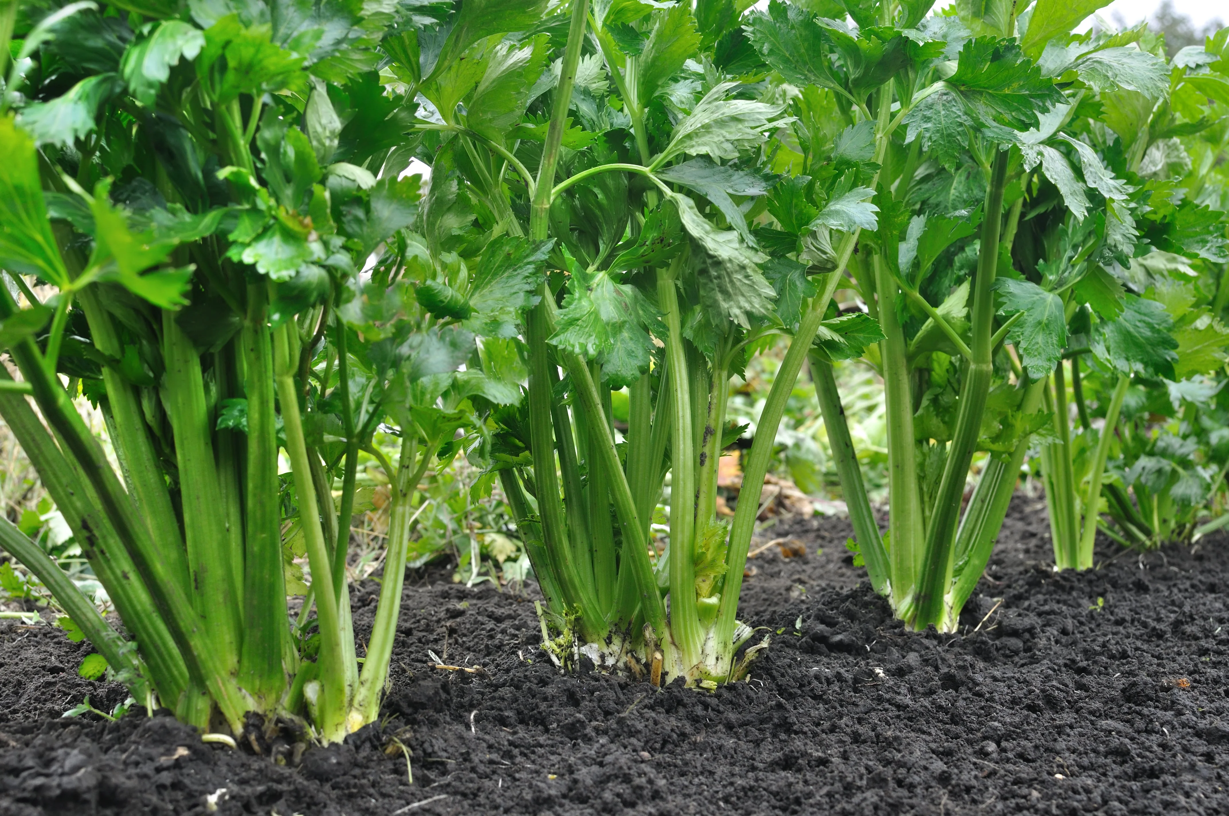 1000 TALL UTAH CELERY Apium Graveolens Dulce Vegetable Seeds - Image 6