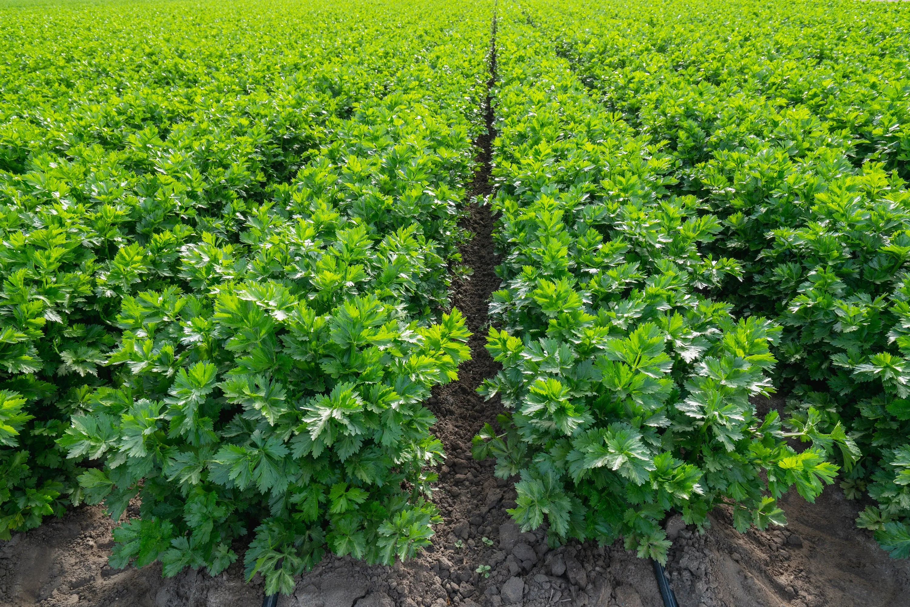 1000 TALL UTAH CELERY Apium Graveolens Dulce Vegetable Seeds - Image 7