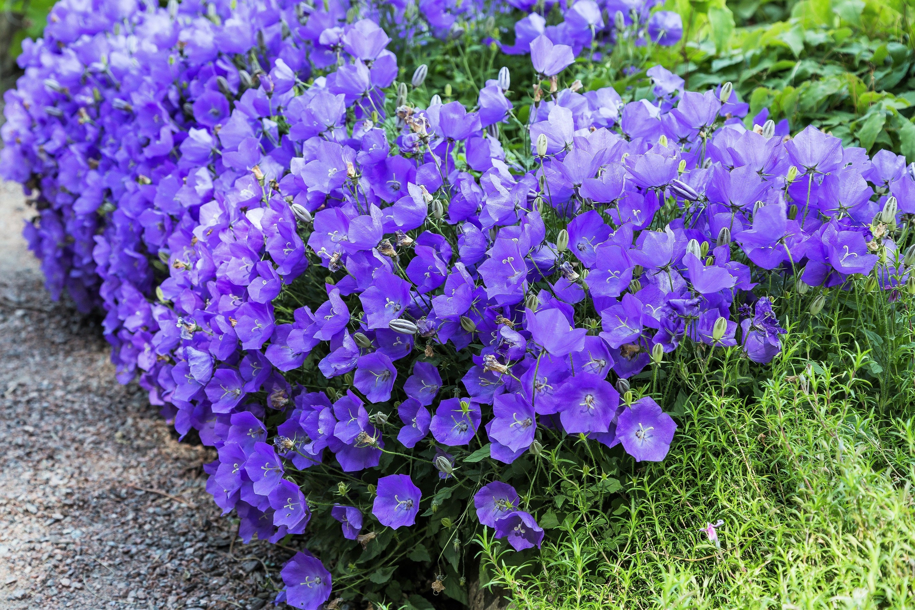 1000 TUSSOCK BELLFLOWER (Carpathian Bellflower) Campanula Carpatica Flower Seeds - Image 6