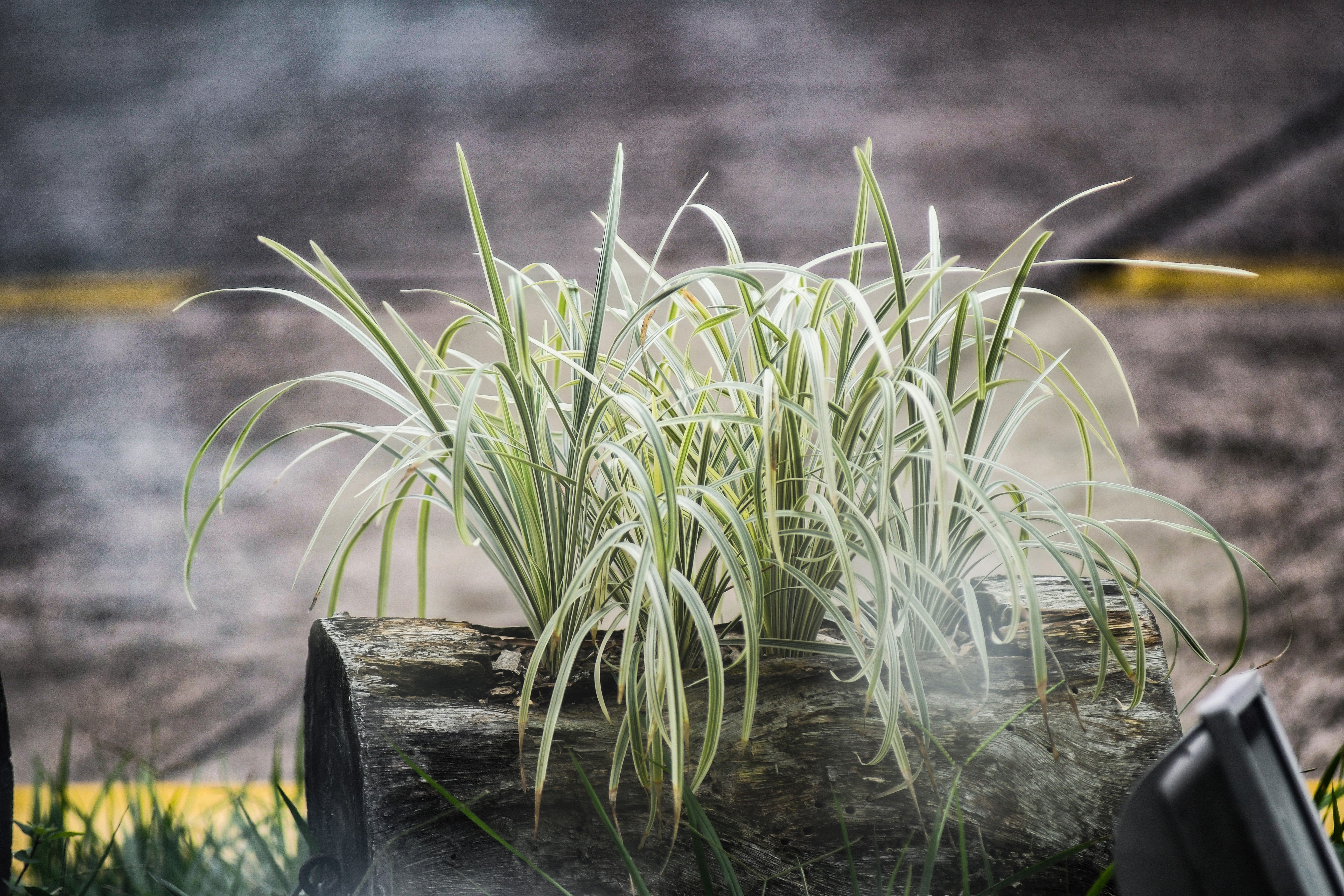 1000 Variegated RIBBON GRASS Reed Canary Phalaris Arundinacea Pink Flower Seeds - Image 12
