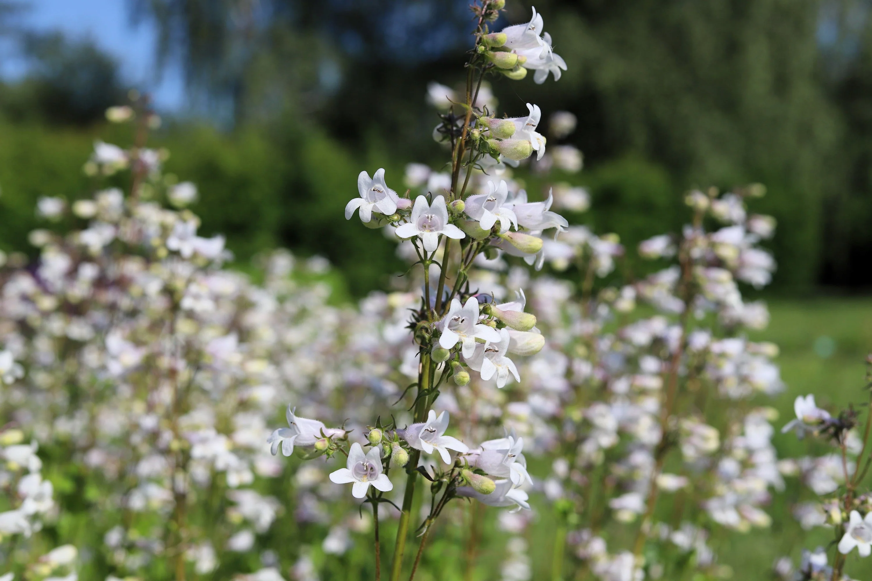 1000 WHITE FOXGLOVE BEARDTONGUE Penstemon Digitalis Flower Seeds - Image 5