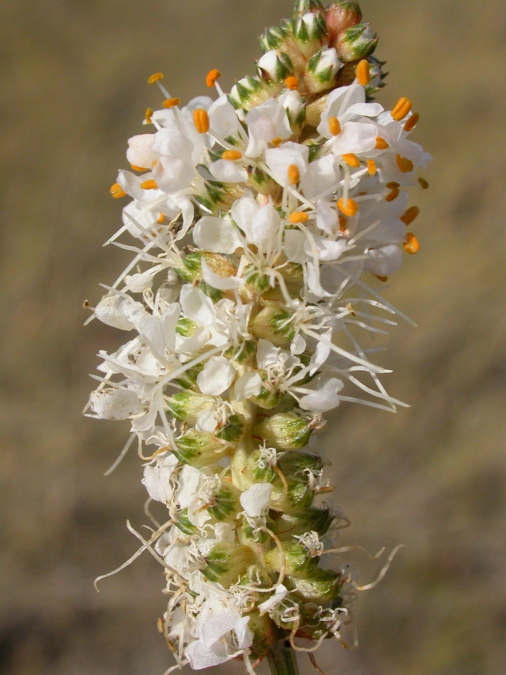 1000 WHITE PRAIRIE CLOVER Dalea Candida Flower Seeds - Image 4