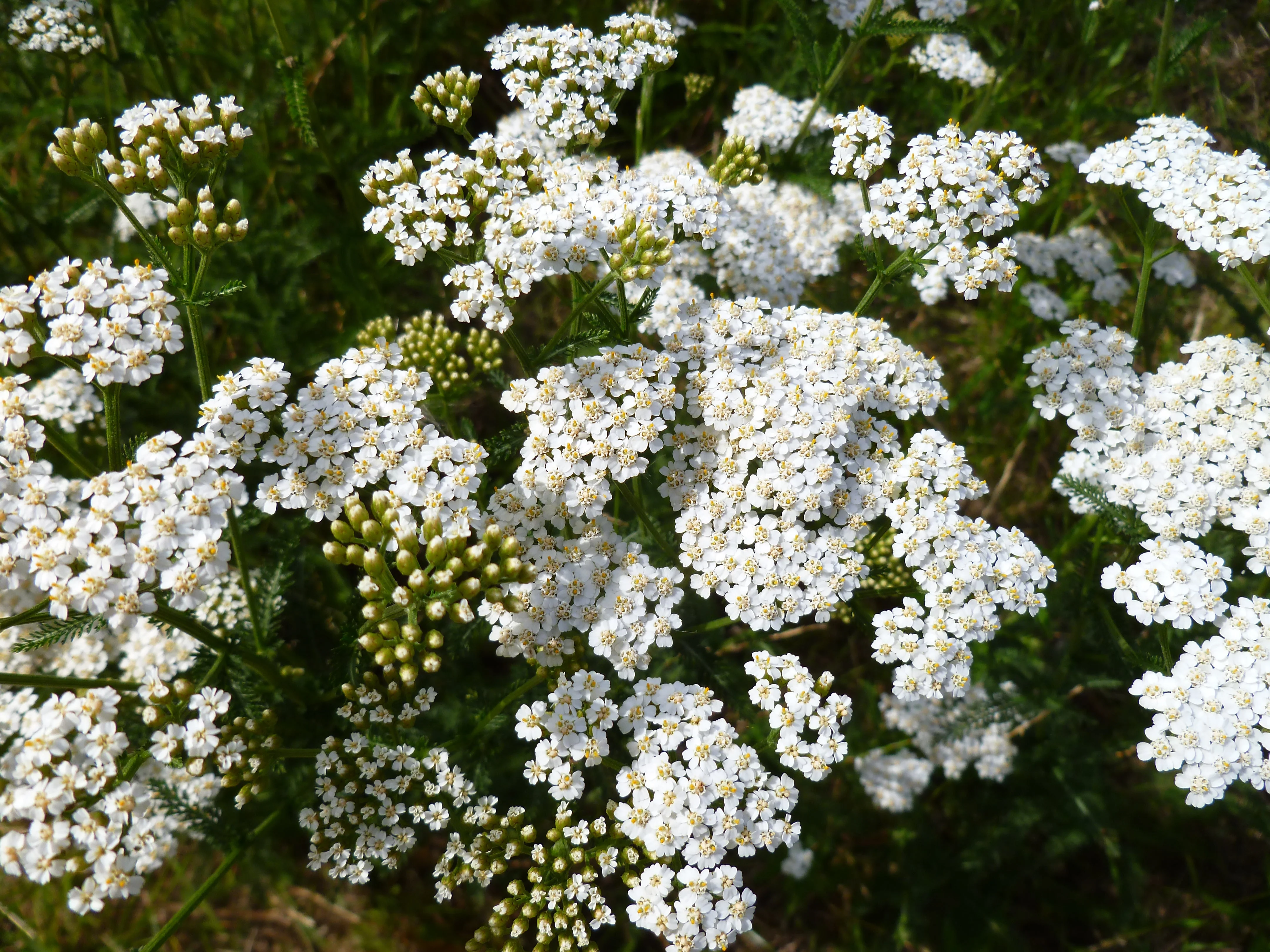 1000 WHITE YARROW Achillea Millefolium Flower Seeds - Image 4