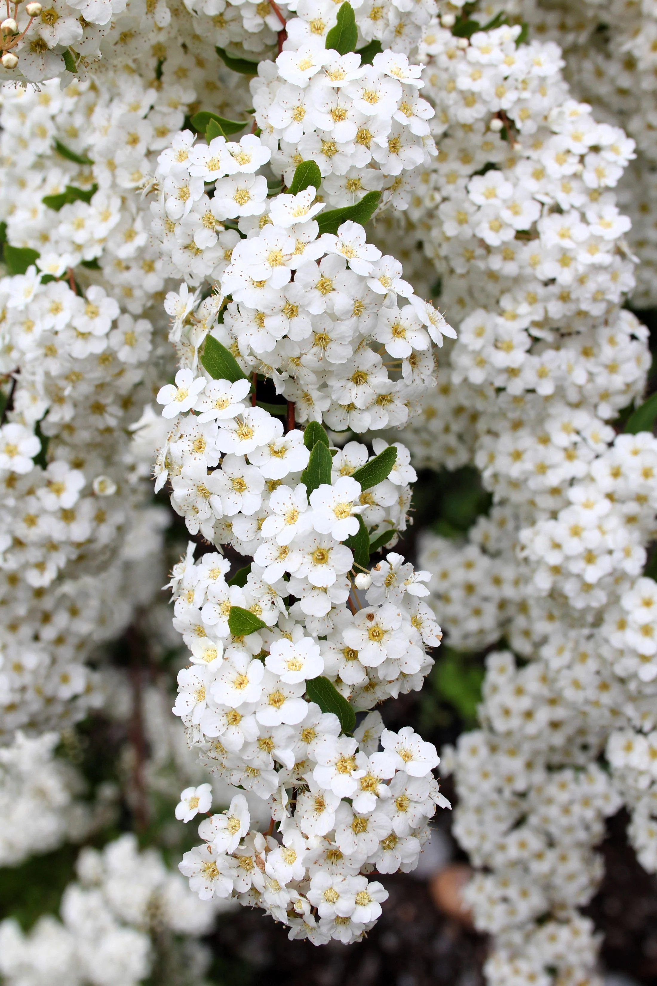 1000 WHITE YARROW Achillea Millefolium Flower Seeds - Image 8