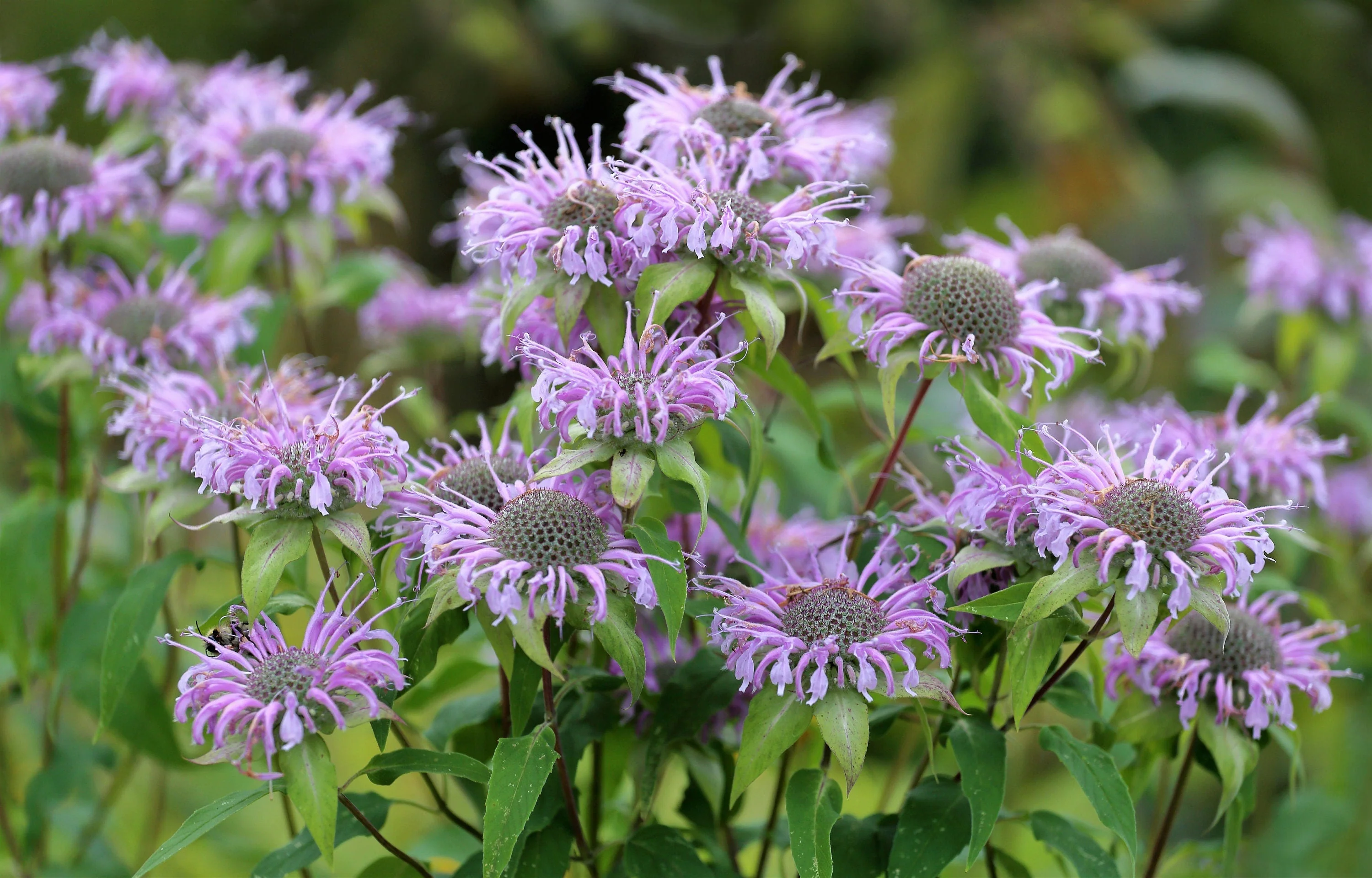 1000 WILD BERGAMOT Monarda Fistulosa aka Mintleaf Bee Balm & Oswego Tea Native Herb Purple Flower Seeds - Image 5