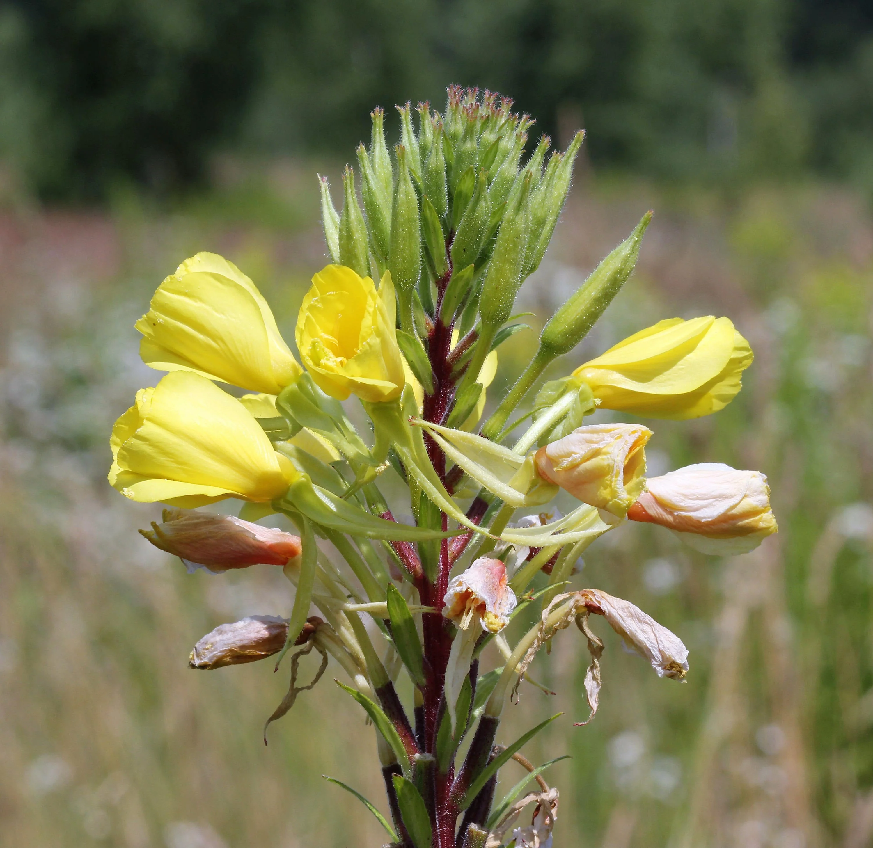 1000 YELLOW EVENING PRIMROSE Oenothera lamarckiana Flower Seeds - Image 5