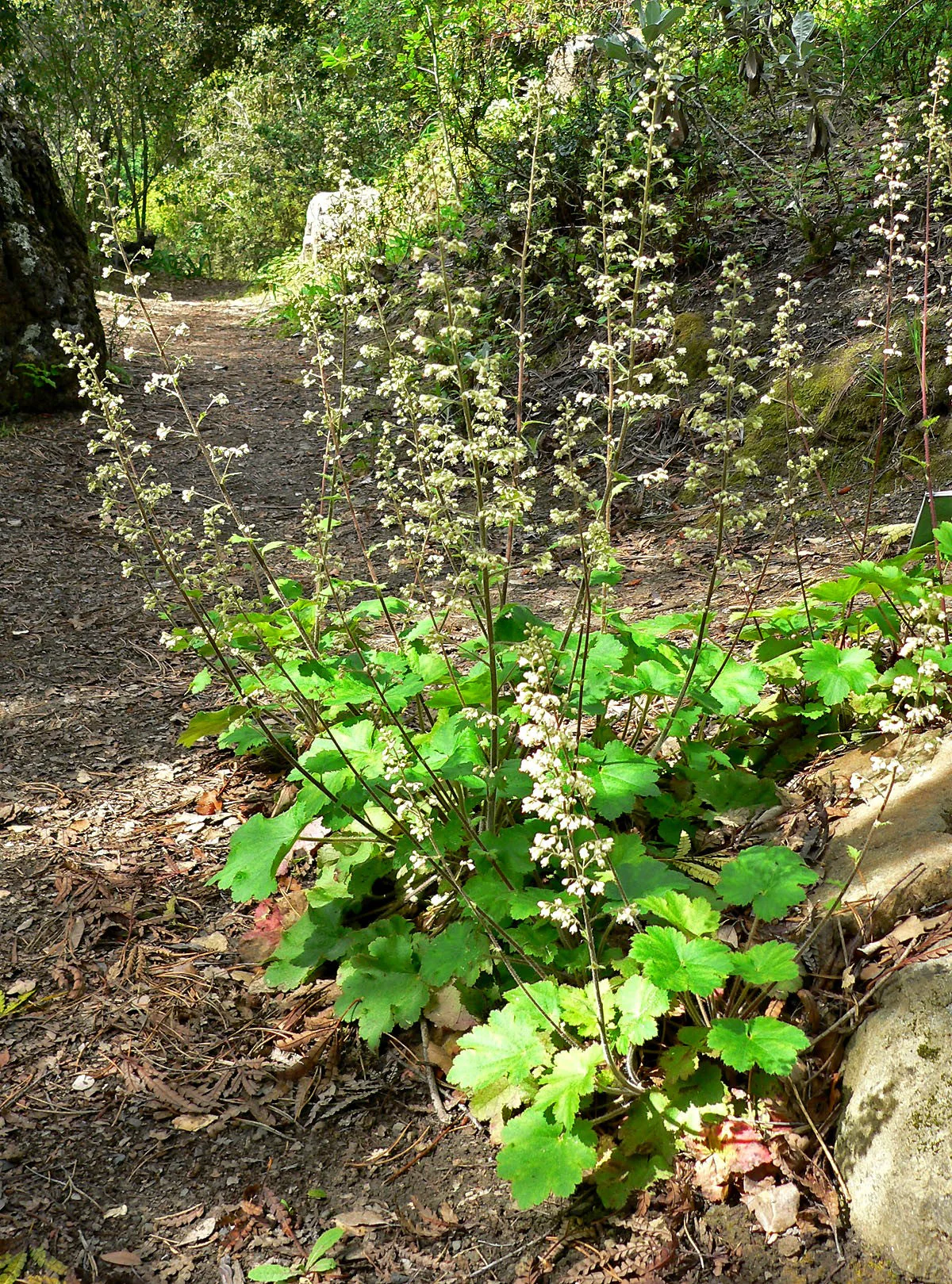 1200 Prairie Alumroot CORAL BELLS / HEUCHERA Richardsonii Shade Flower Seeds - Image 2