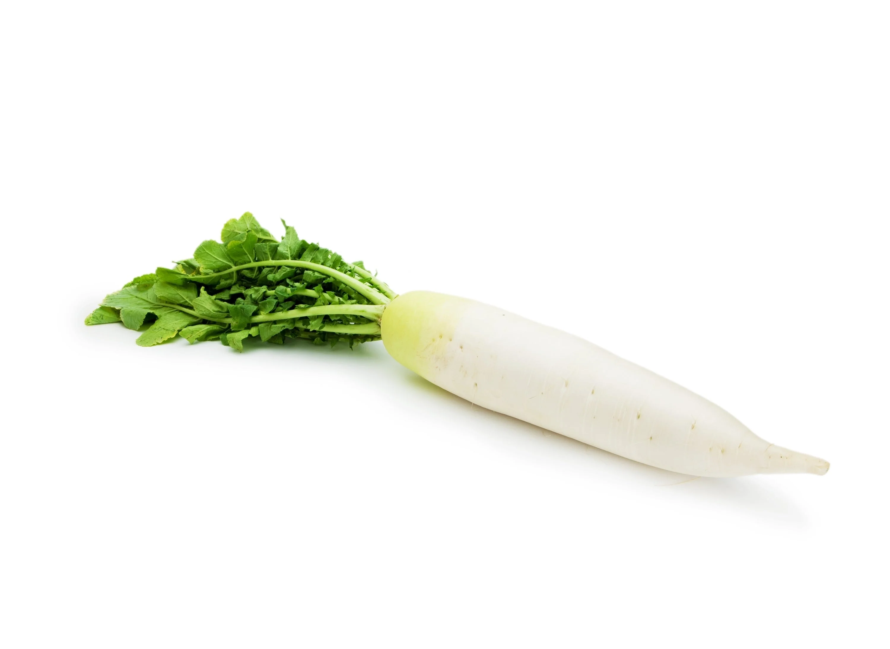 1250 WHITE ICICLE RADISH Raphanus Sativus Vegetable Seeds - Image 6
