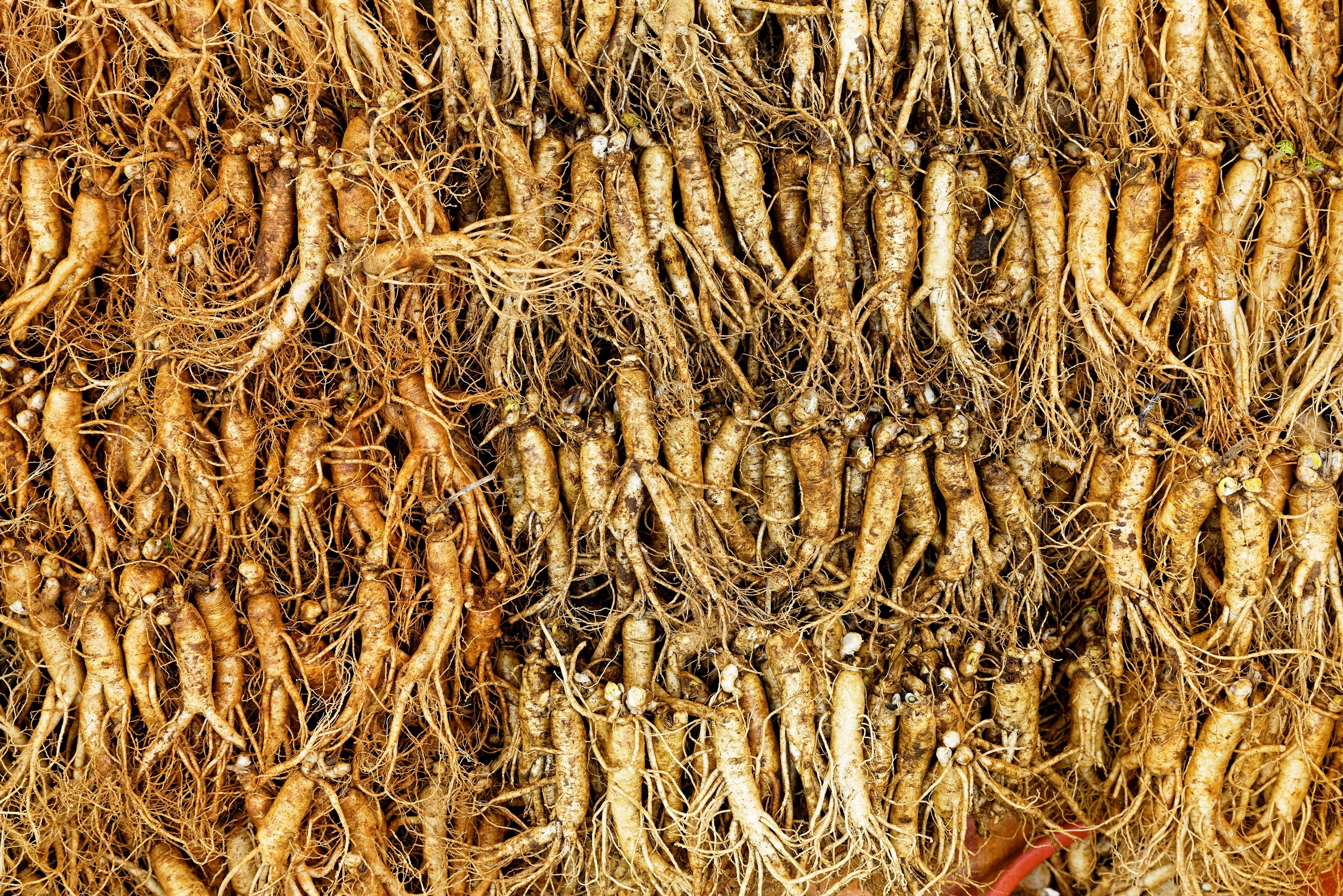15 Asian KOREAN GINSENG Panax Shade Chinese Herb Seeds - Image 4