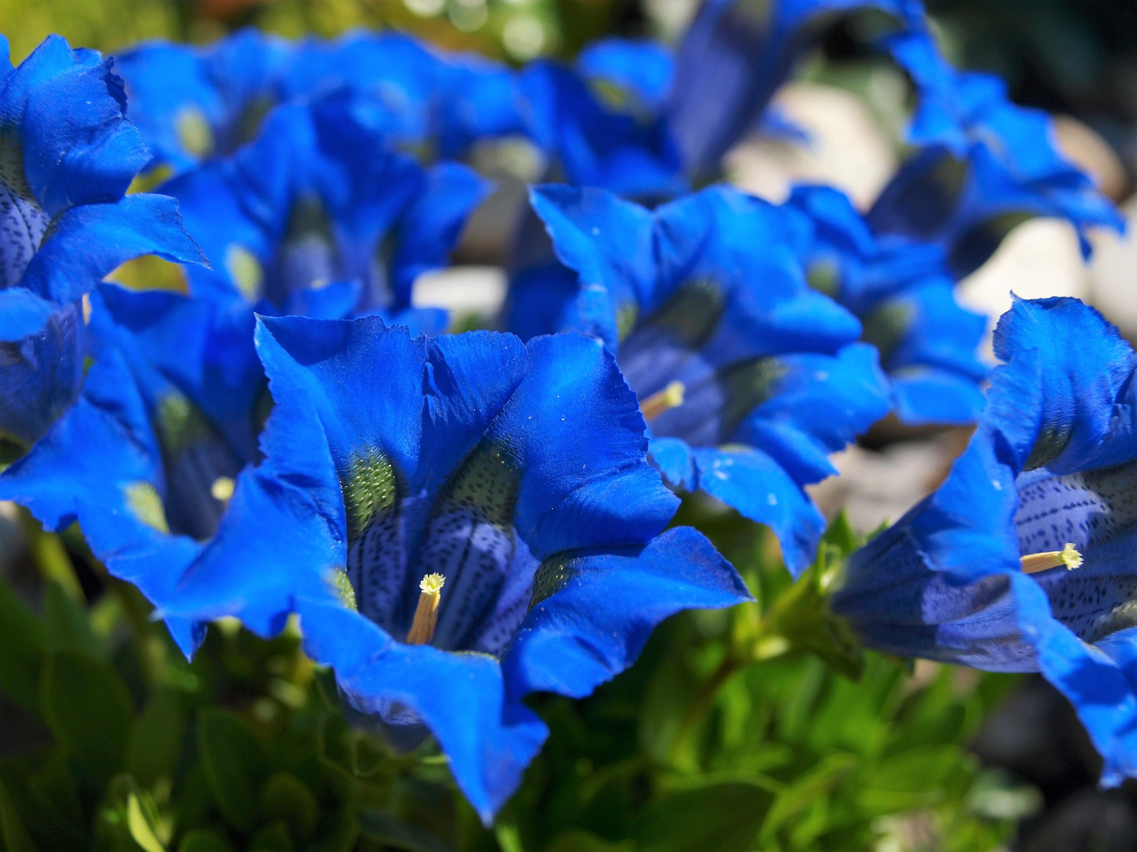 15 Blue STEMLESS GENTIAN Gentiana Acaulis Kochiana Flower Seeds