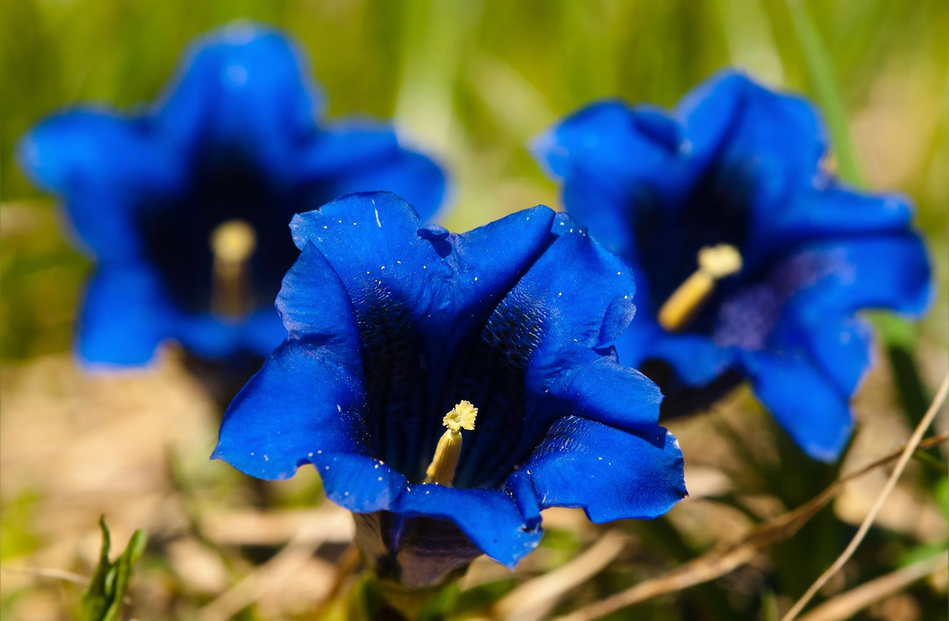15 Blue STEMLESS GENTIAN Gentiana Acaulis Kochiana Flower Seeds - Image 5
