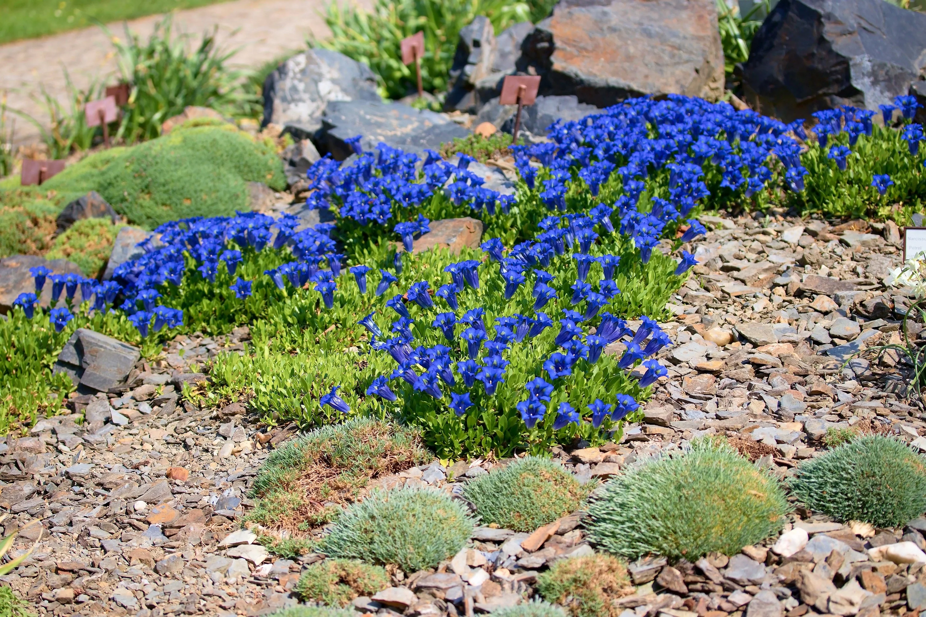 15 Blue STEMLESS GENTIAN Gentiana Acaulis Kochiana Flower Seeds - Image 6