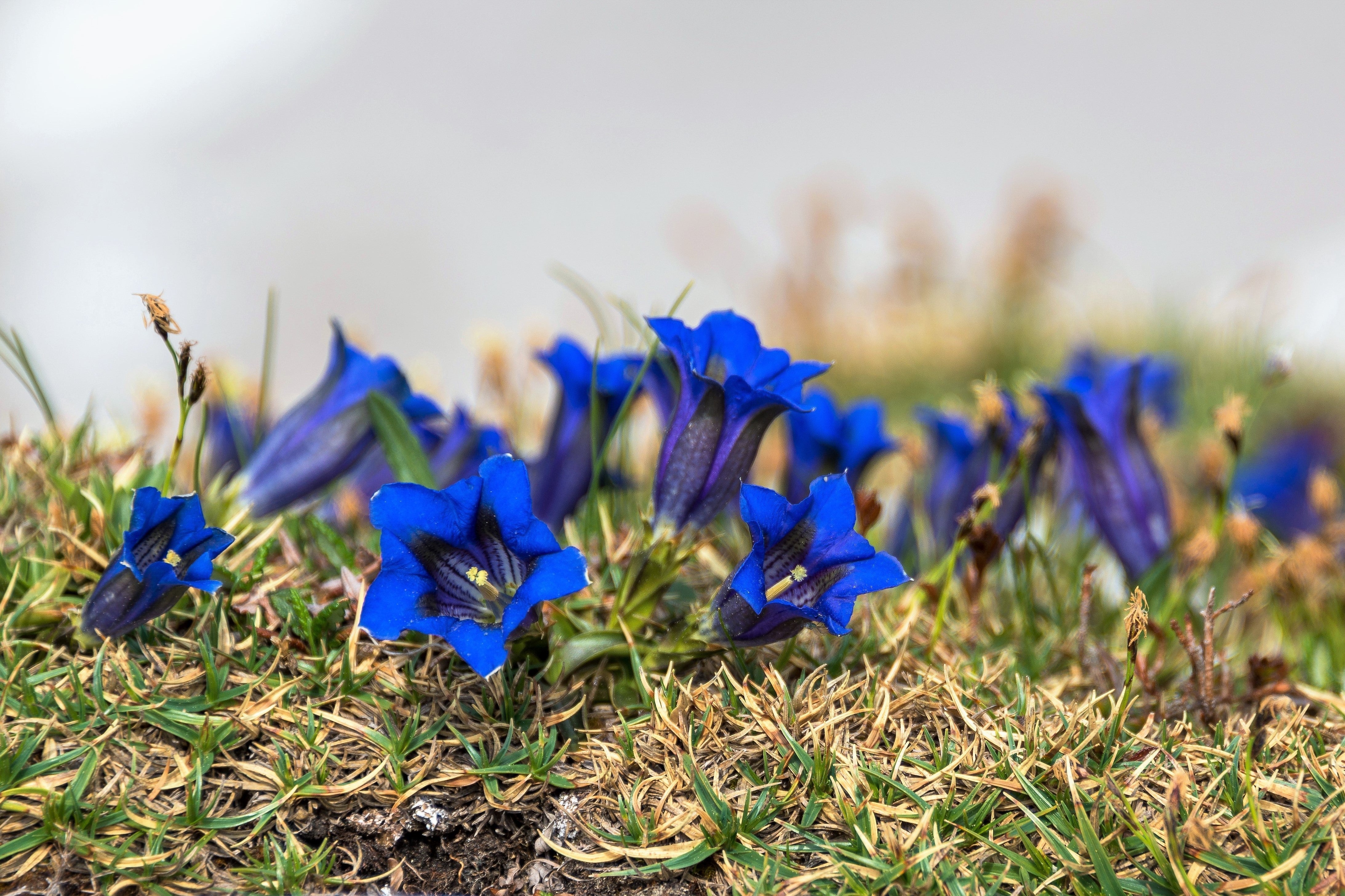 15 Blue STEMLESS GENTIAN Gentiana Acaulis Kochiana Flower Seeds - Image 8