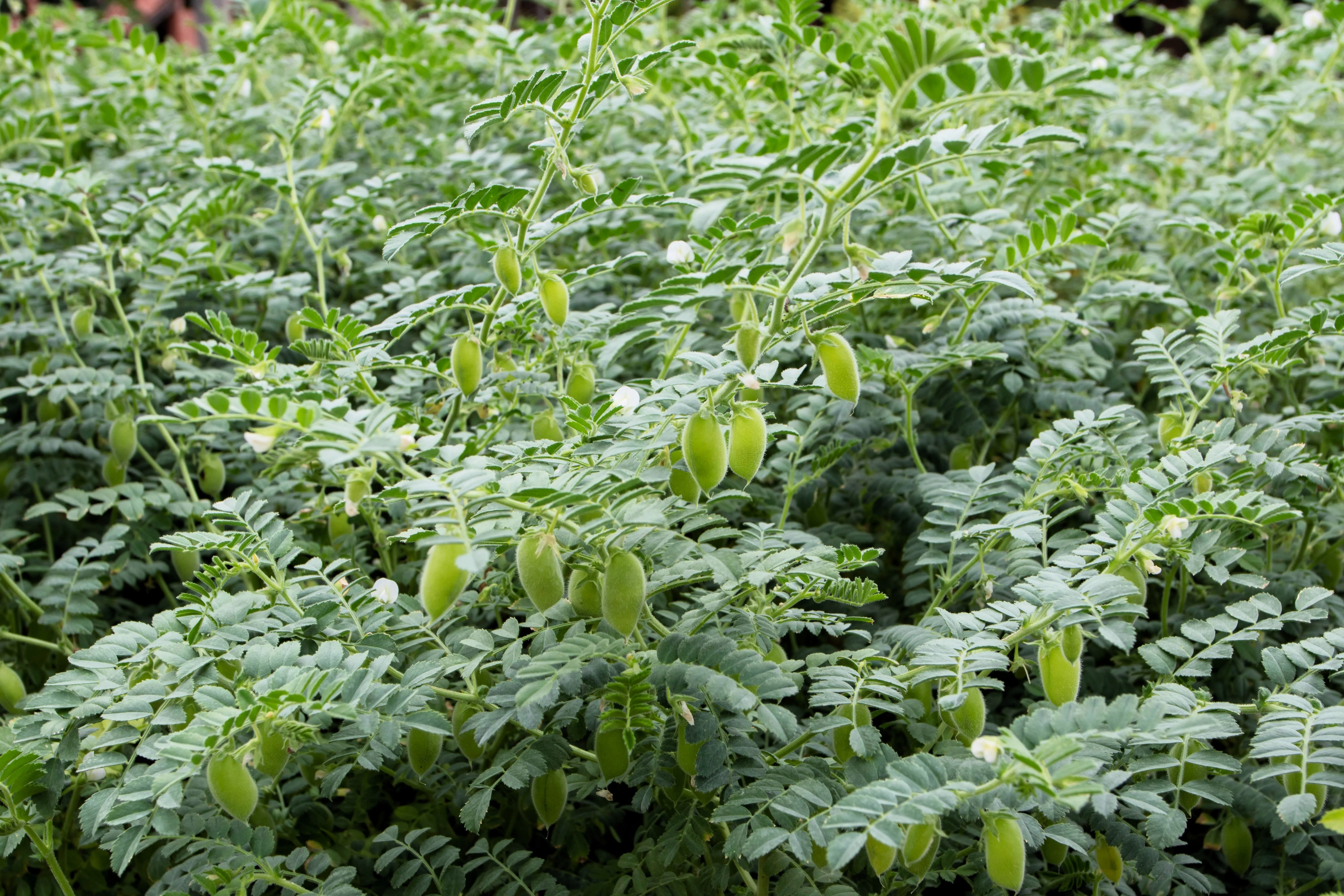 15 CHICK PEA / Garbanzo BEAN Chickpea Cicer Arientum Vegetable Seeds - Image 5