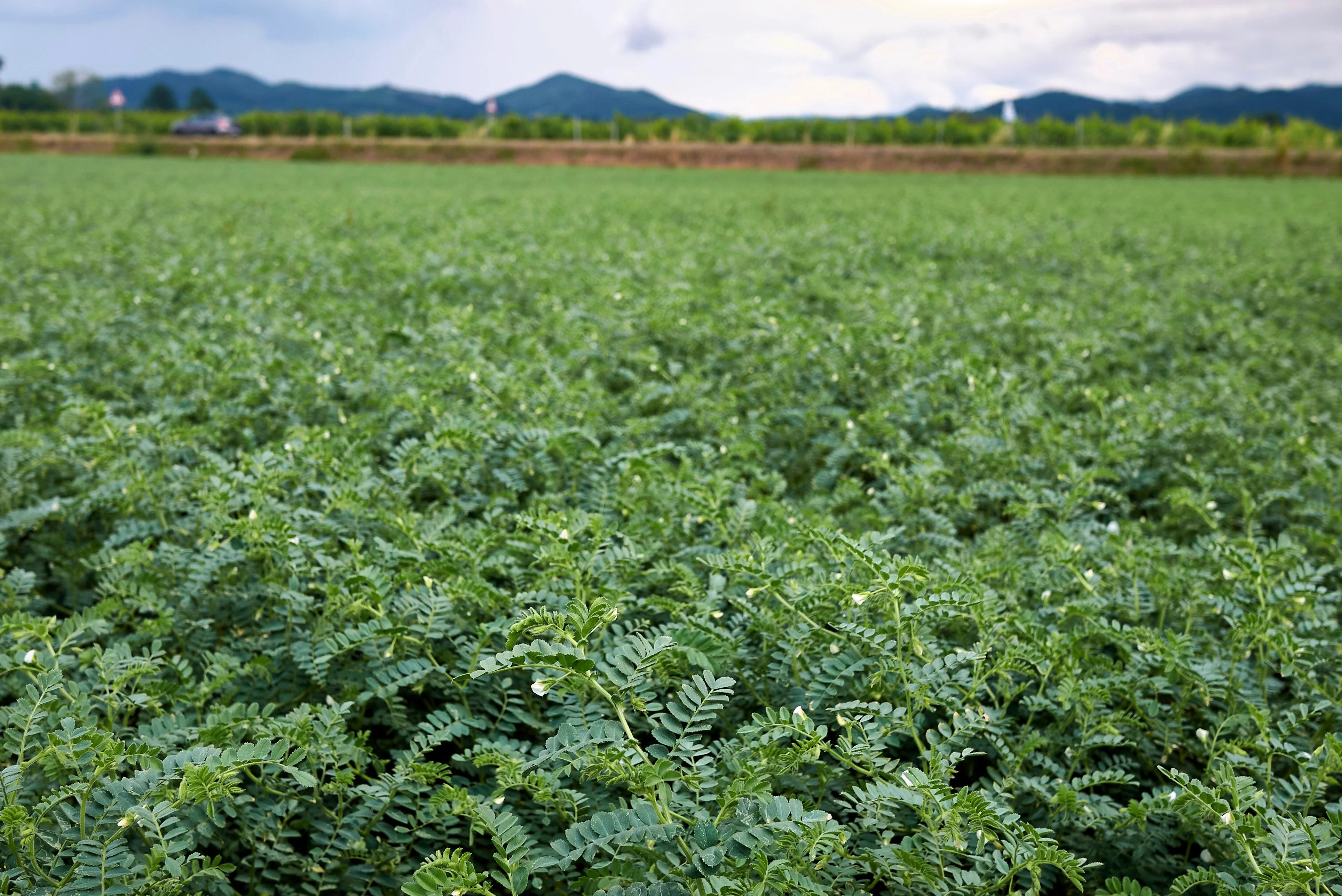 15 CHICK PEA / Garbanzo BEAN Chickpea Cicer Arientum Vegetable Seeds - Image 6