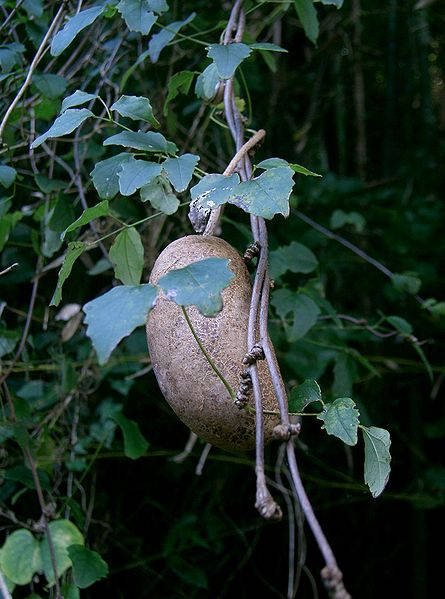15 CHOCOLATE VINE Edible Fruit Akebia Trifoliata Flower Ornamental Climber Seeds - Image 3