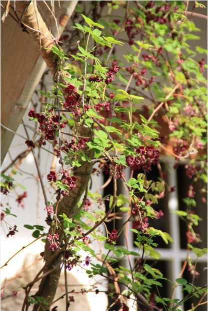 15 CHOCOLATE VINE Edible Fruit Akebia Trifoliata Flower Ornamental Climber Seeds - Image 6