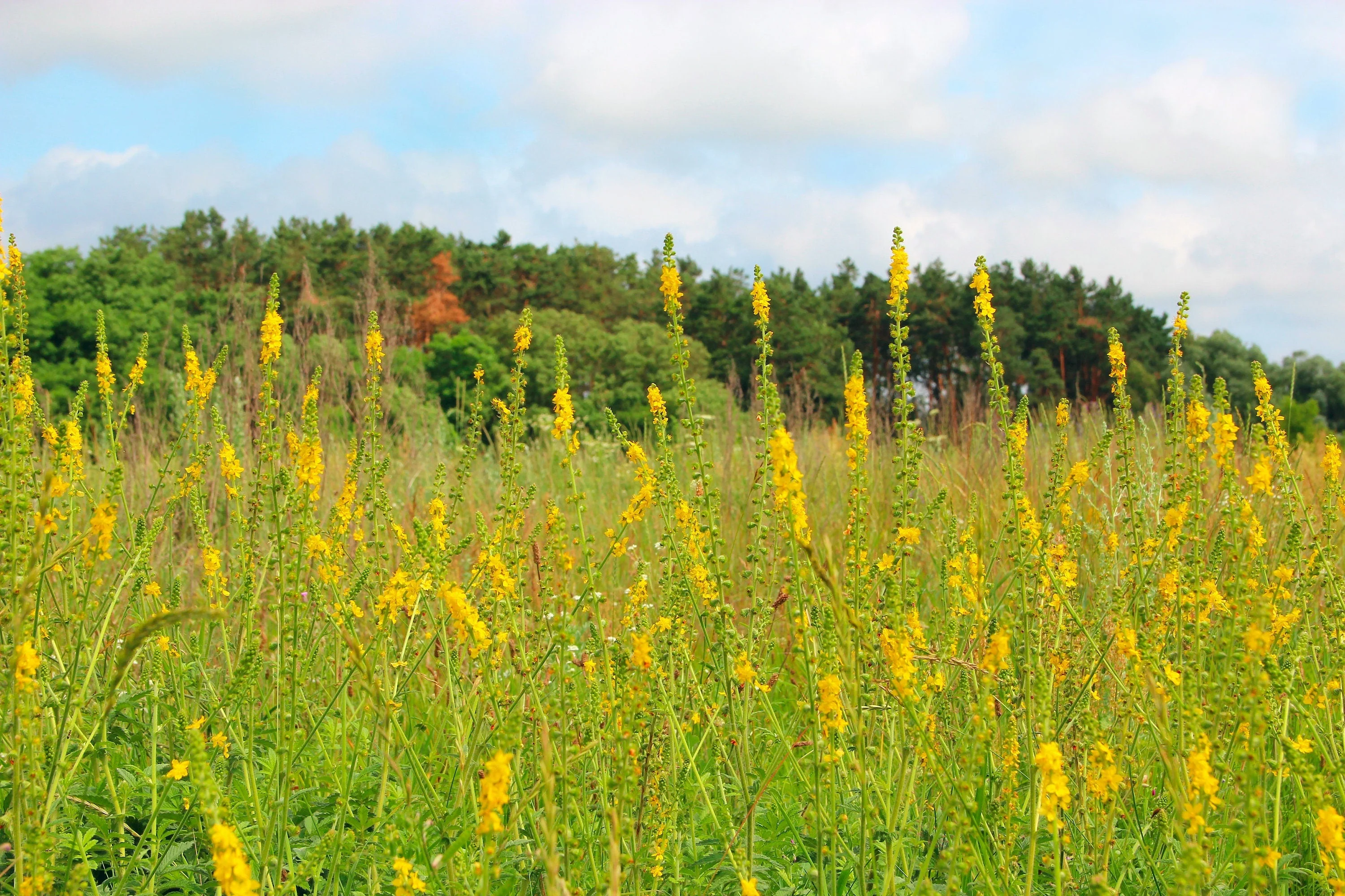 15 CHURCH STEEPLES Agrimonia Eupatoria aka Agrimony or Sticklewort Perennial Herb Yellow Flower Seeds - Image 4