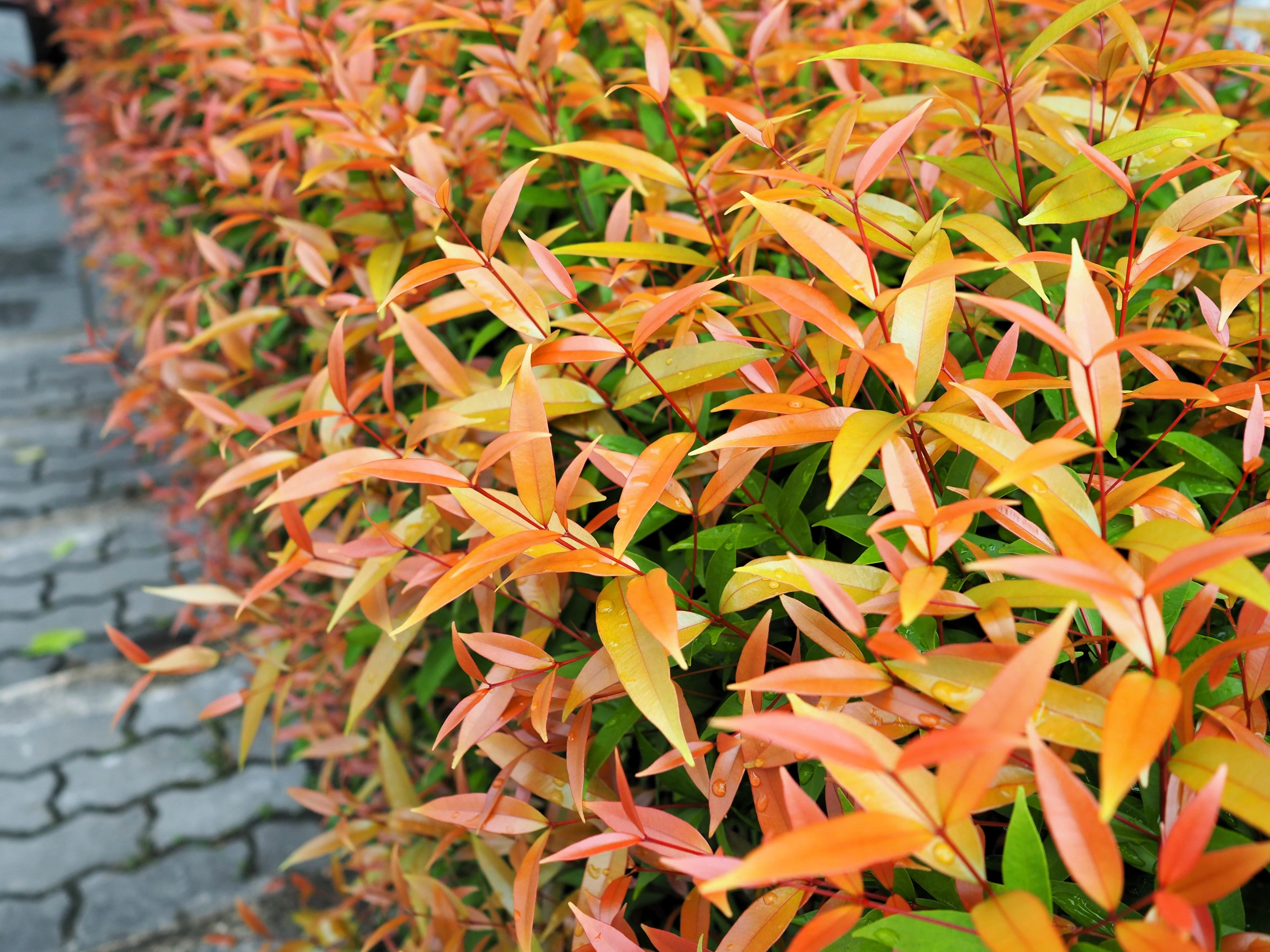 15 DWARF SACRED BAMBOO Heavenly Nandina Domestica Nana Pink Red Sun Shade Shrub Seeds - Image 5