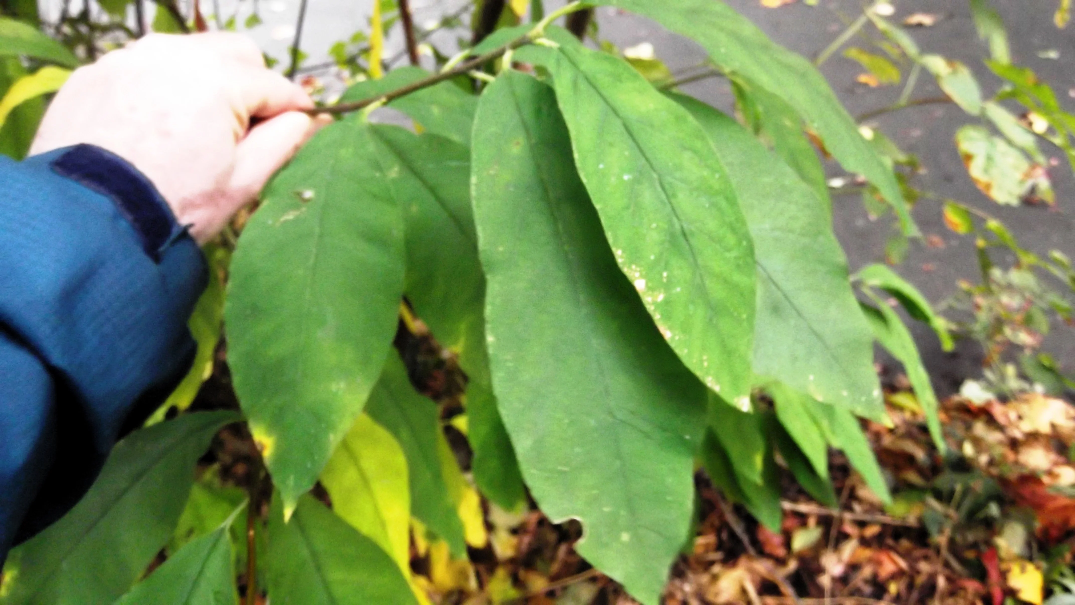 15 INDIAN PLUM Osoberry Oregon Oso Berry Oemleria Cerasiformis Fruit Shrub Seeds - Image 12
