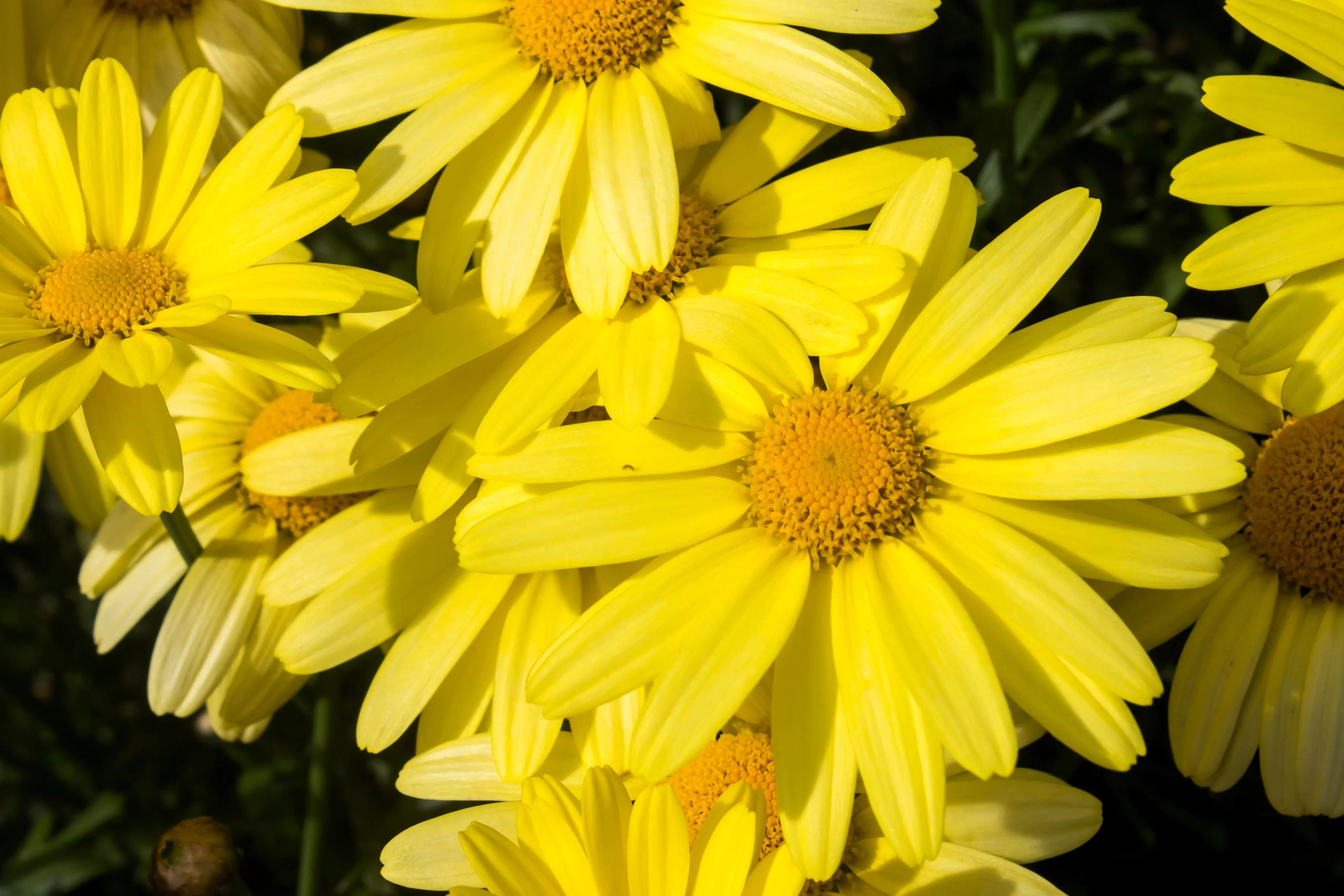 15 MOUNTAIN ARNICA Montana Wolf's Bane Yellow Flower Herb Seeds - Image 2