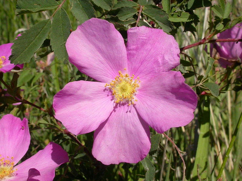 15 Pink WOOD'S ROSE Bush Mountain Rose Rosa Woodsii Fragrant Flower Seeds - Image 4
