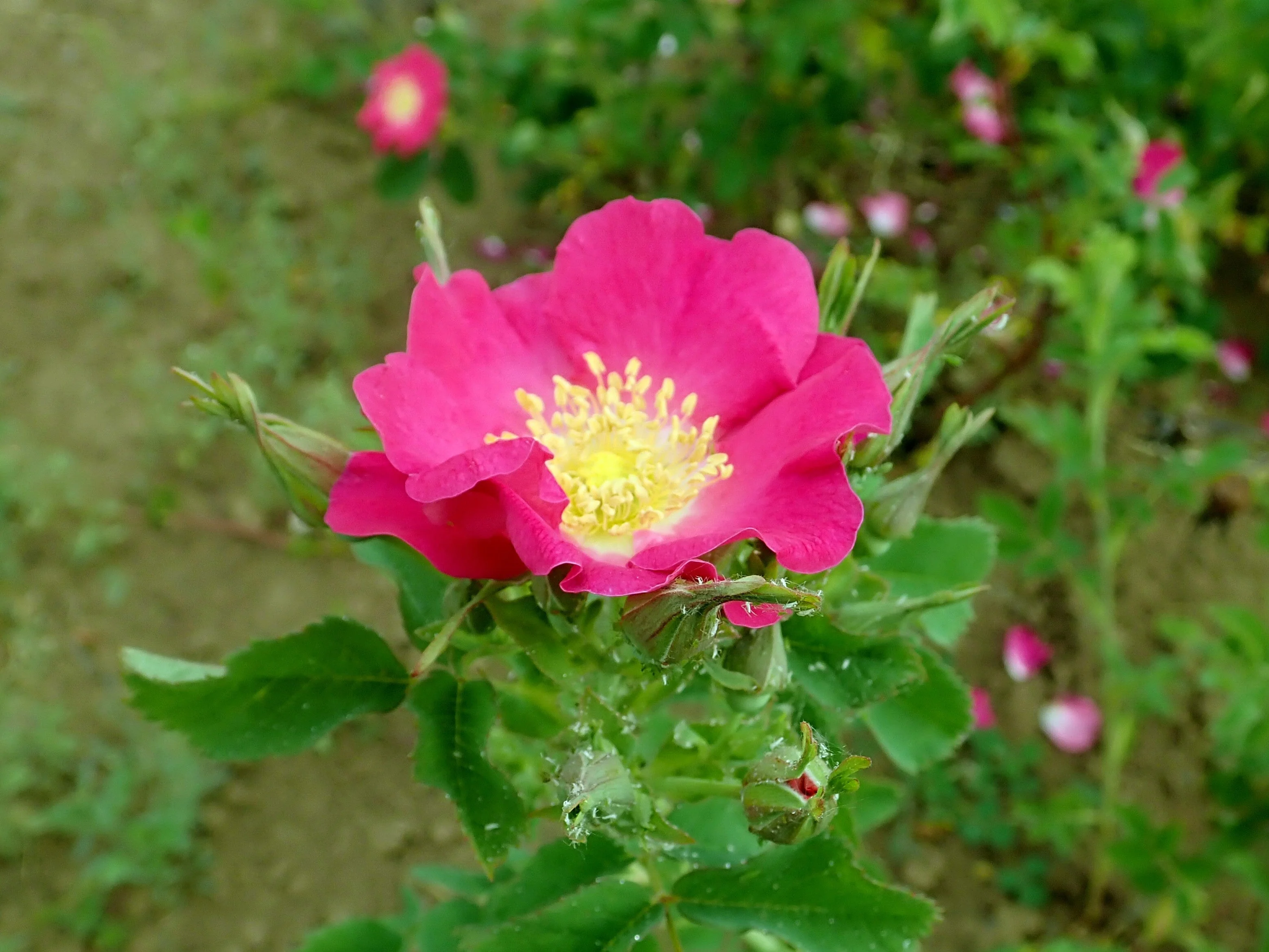 15 PRAIRIE ROSE Bright Pink Arkansas Rosa Arkansana Flower Seeds - Image 3