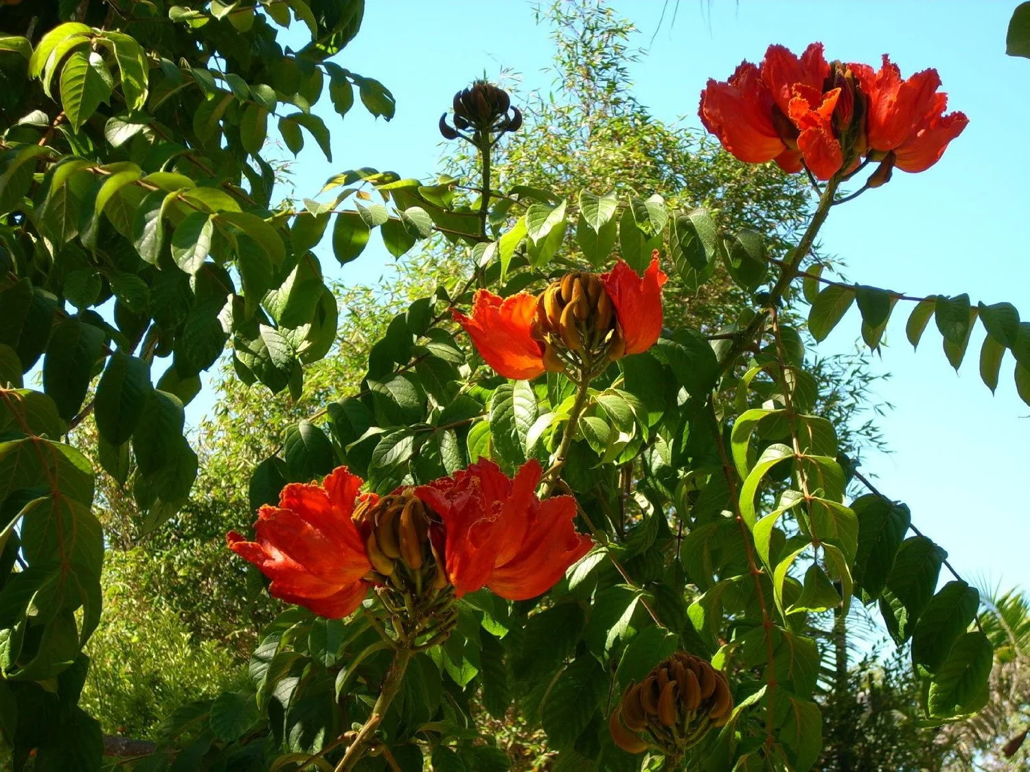 15 Red AFRICAN TULIP TREE (Fire Tree / Flame of the Forest / Fountain Tree) Spathodea Campanulata Seeds - Image 5